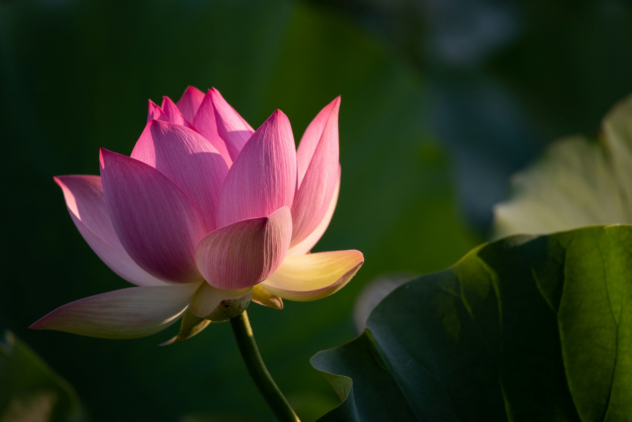 A pink lotus flower in bloom with green leaves in the background