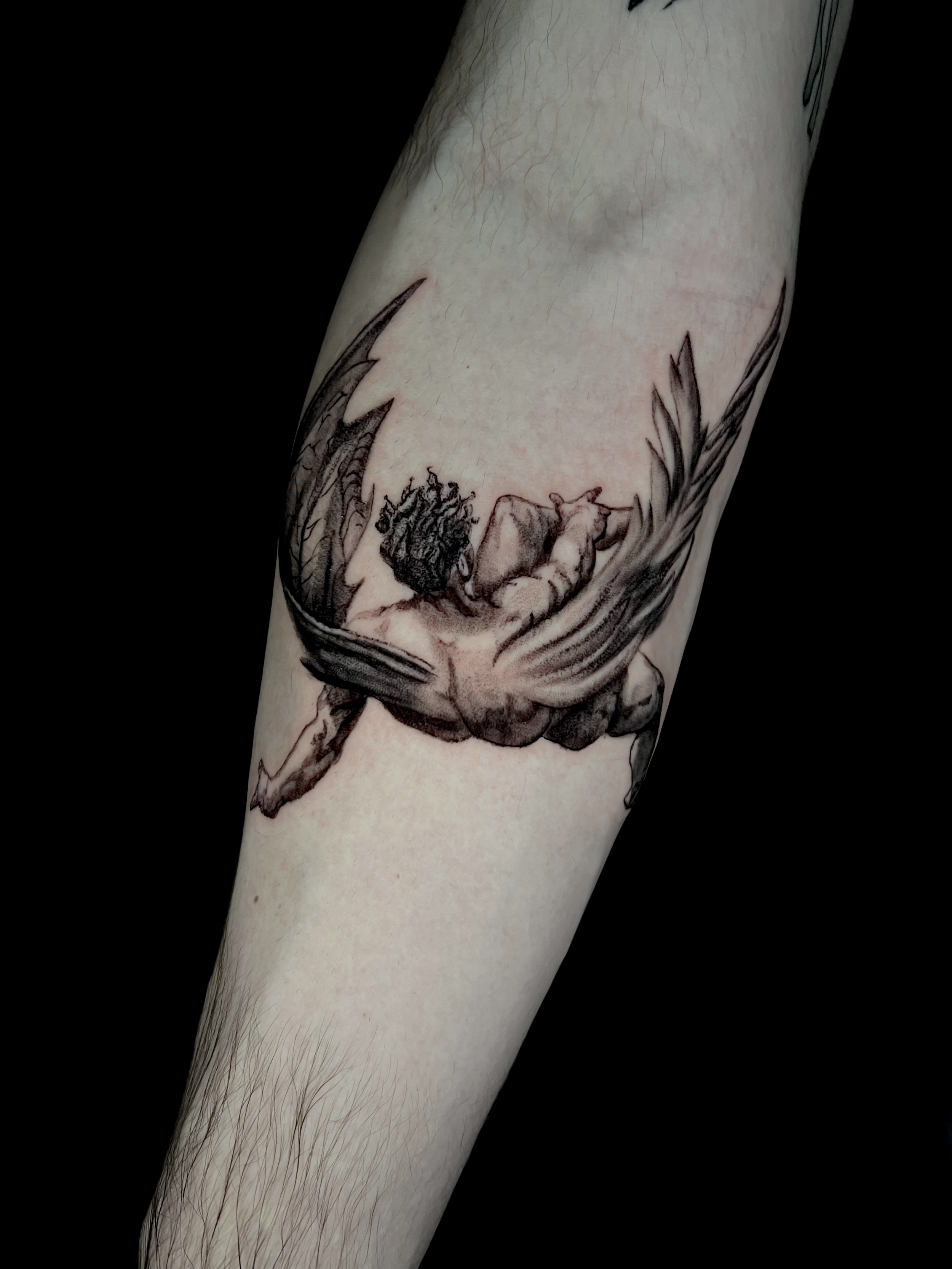 Black and gray tattoo of a winged lion on a person's forearm.