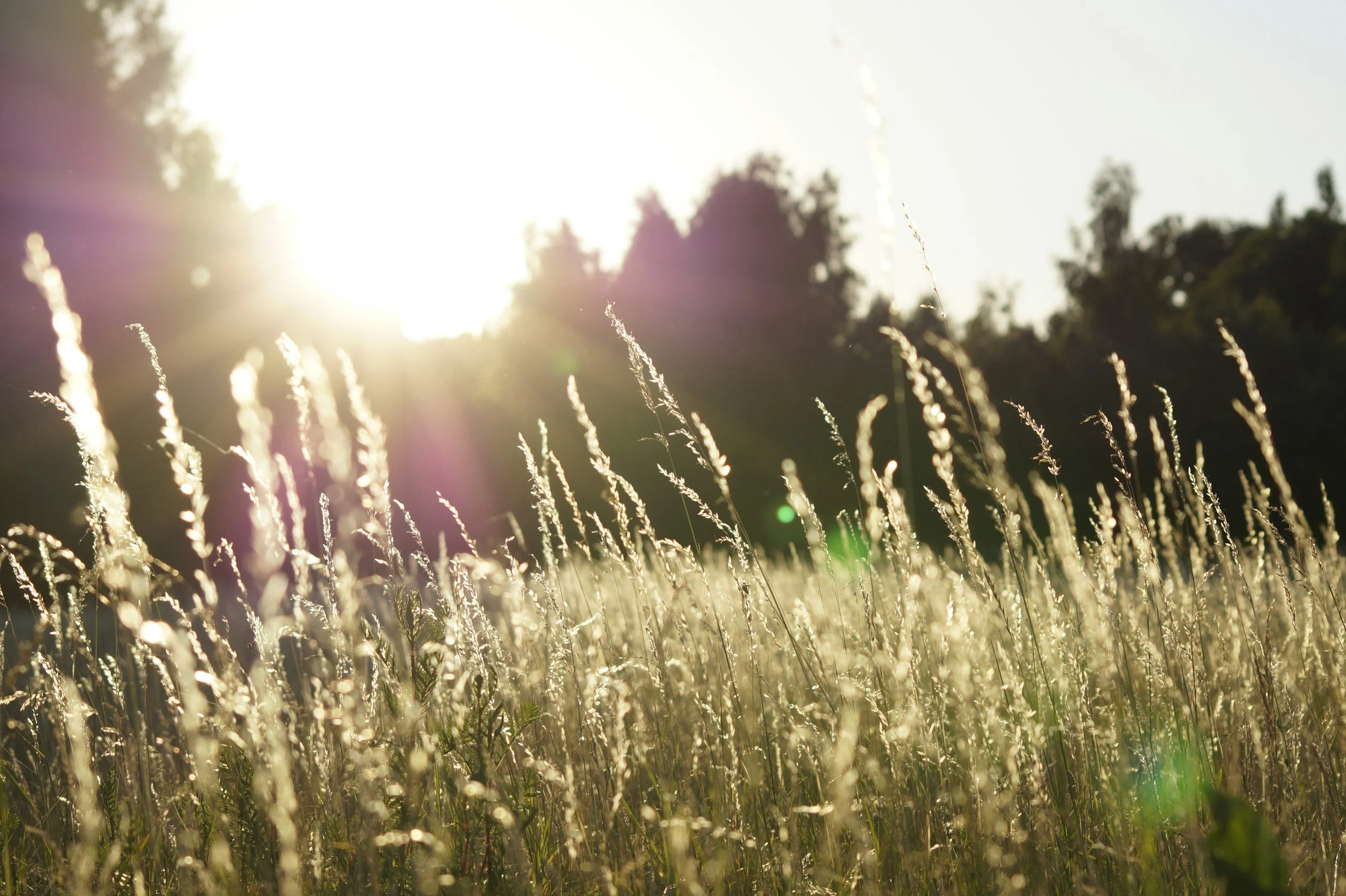 field of grass with sunshine