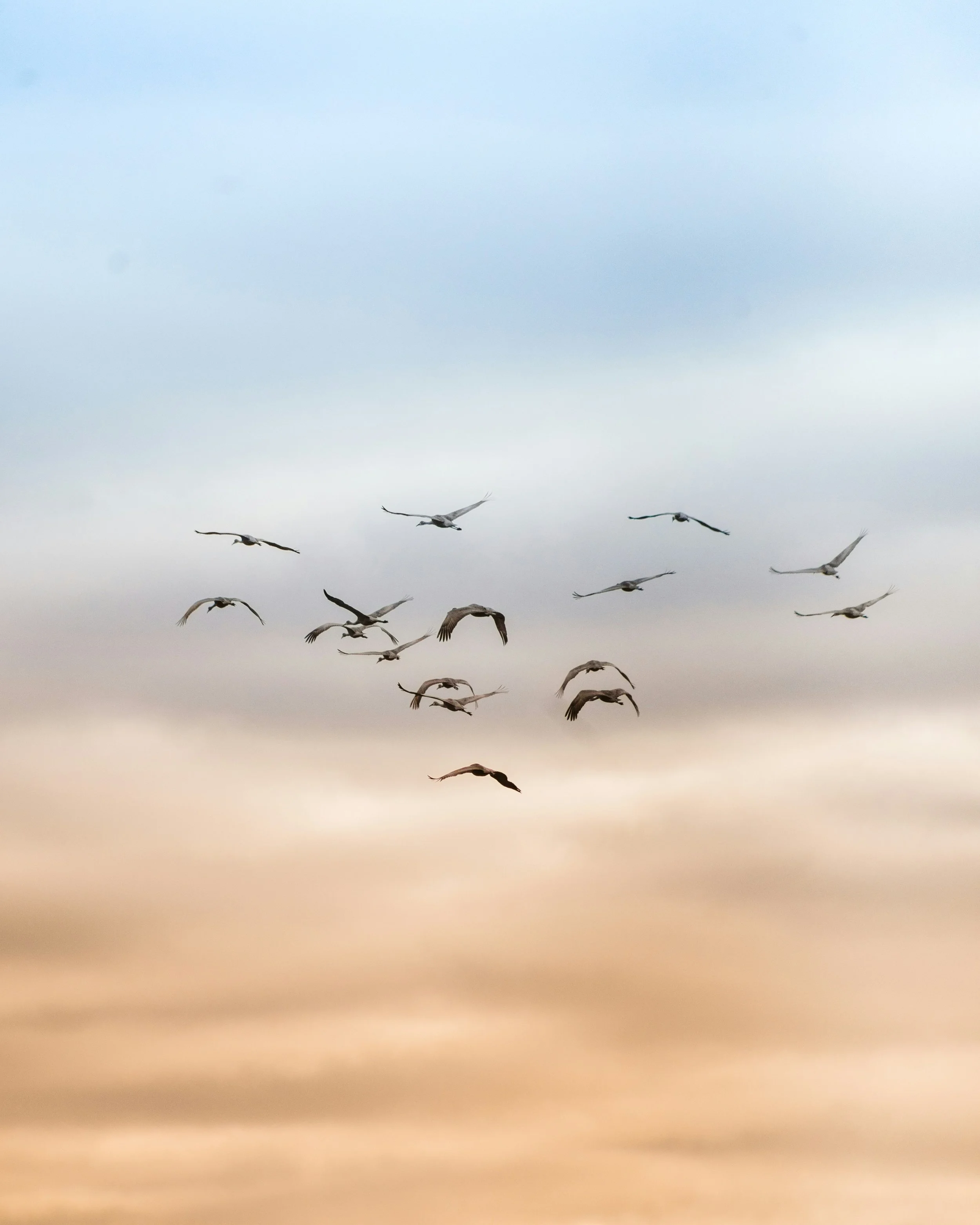 birds flying at sunrise