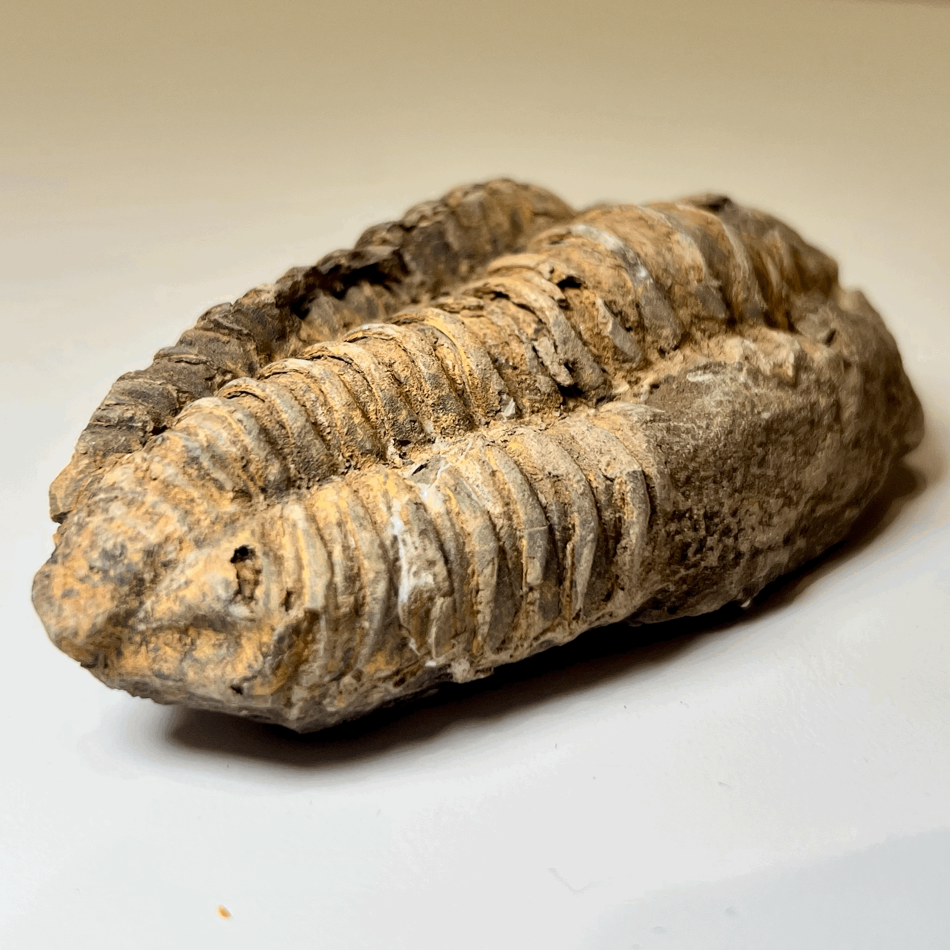 Calymene Trilobite Fossil