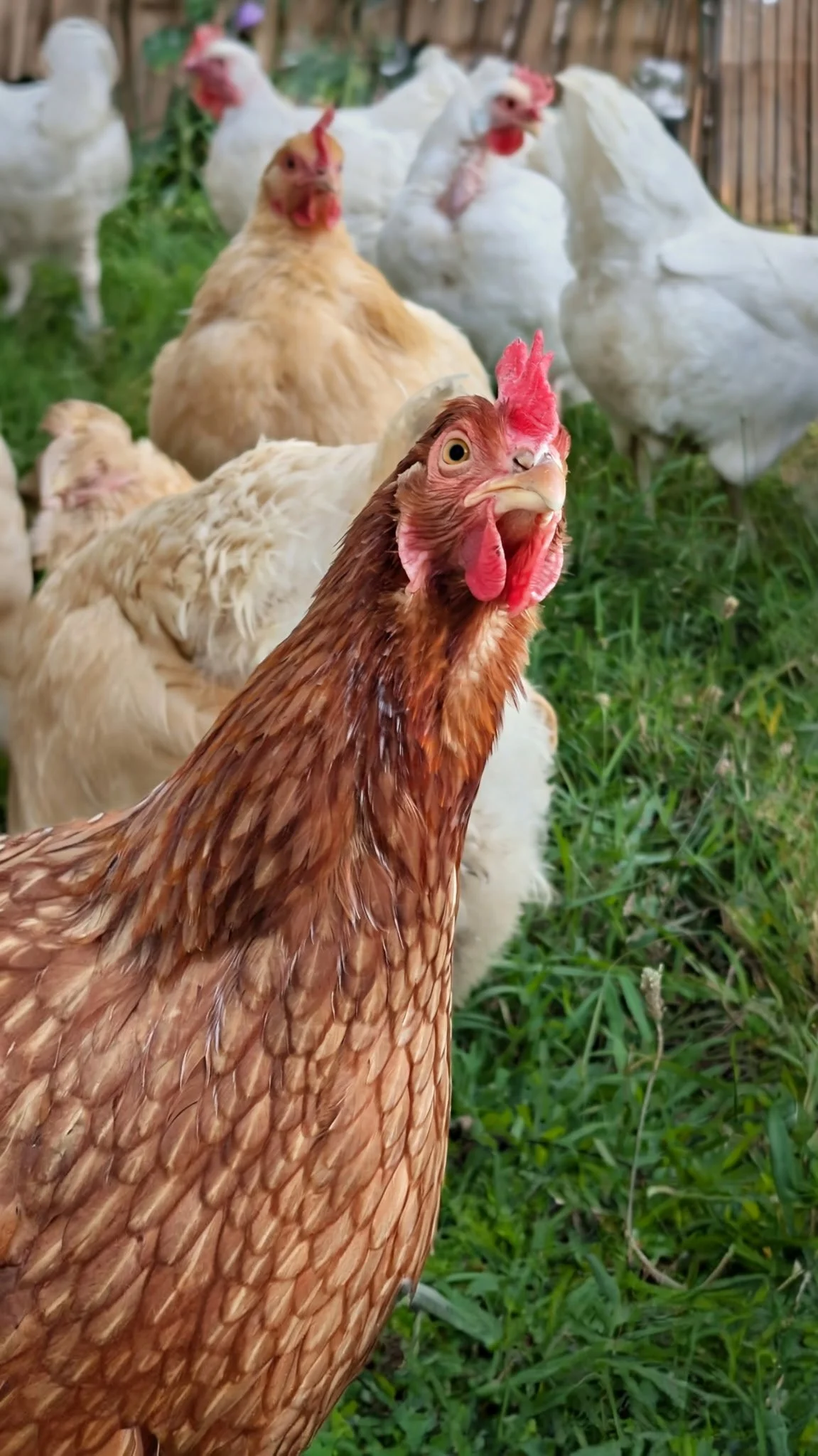 Close-up of a brown chicken with a red comb, surrounded by white and cream-colored chickens in a grassy outdoor area with a wooden fence in the background.