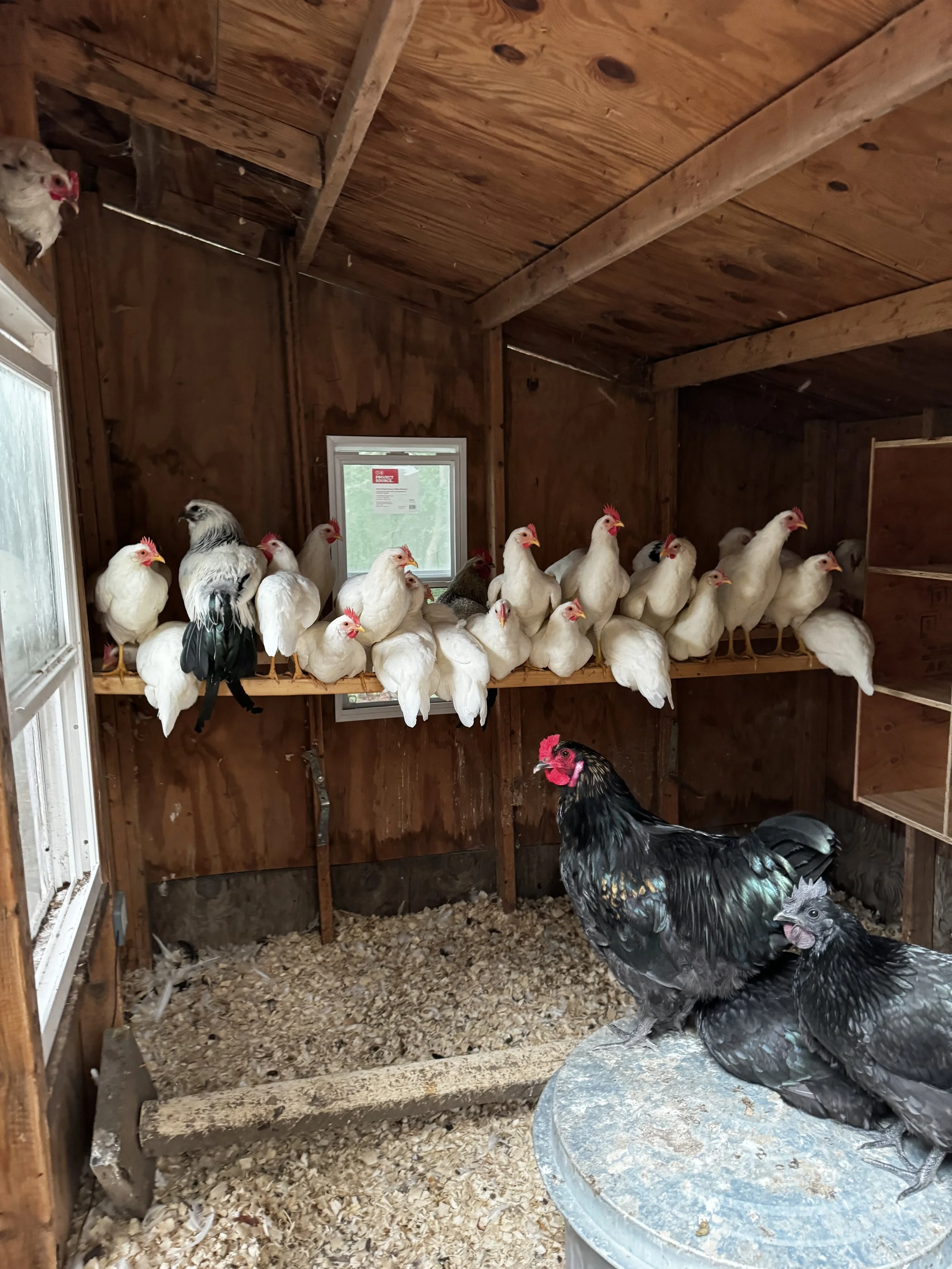 Inside a chicken coop with two large roosters on a metal surface and multiple hens perched on a wooden shelf. The coop has wooden walls, a small window, and a window on the side. The floor is covered in wood shavings.