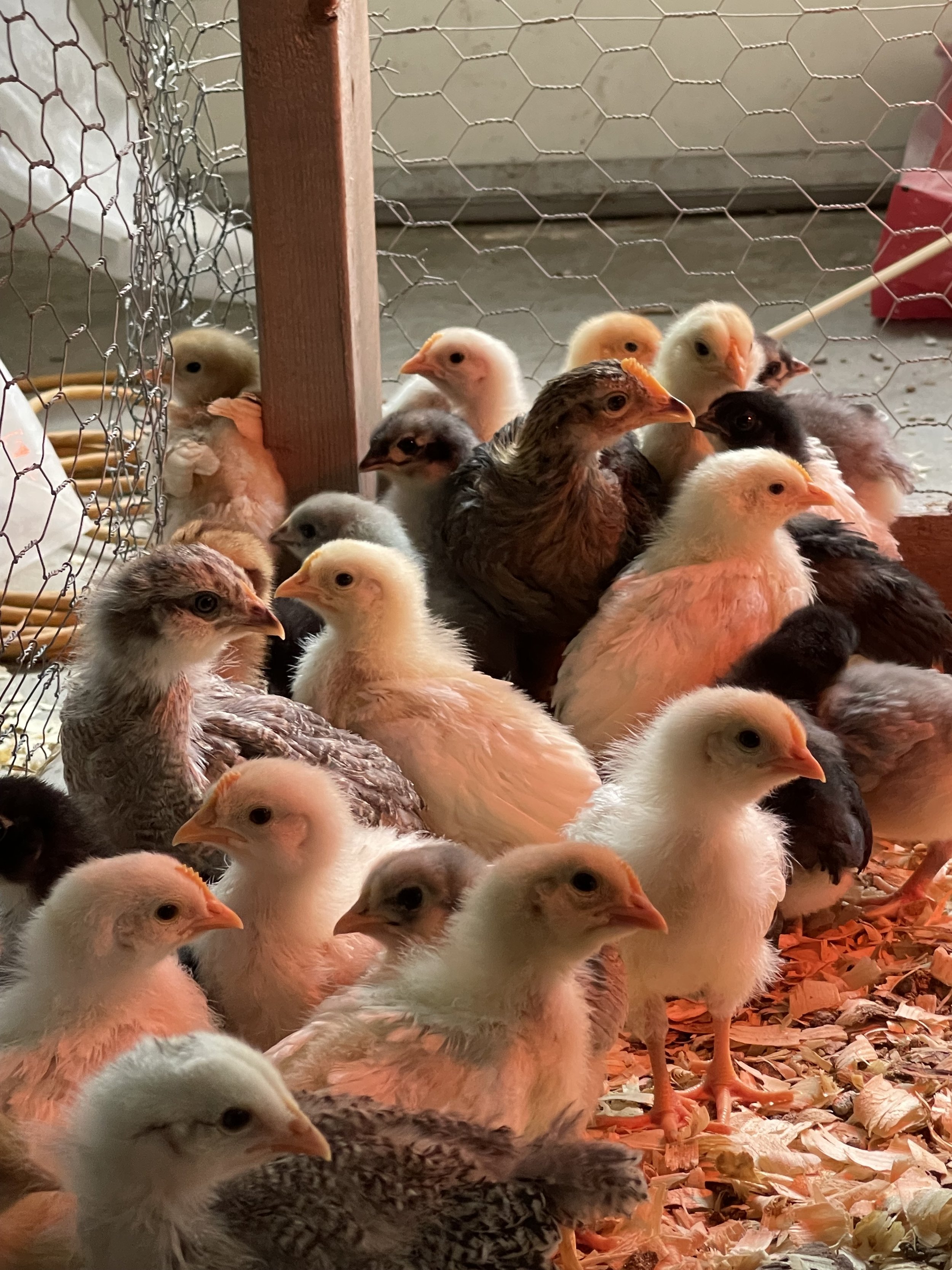 A group of young chicks in a coop with wood and wire fencing, some on shredded paper bedding, under warm lighting.