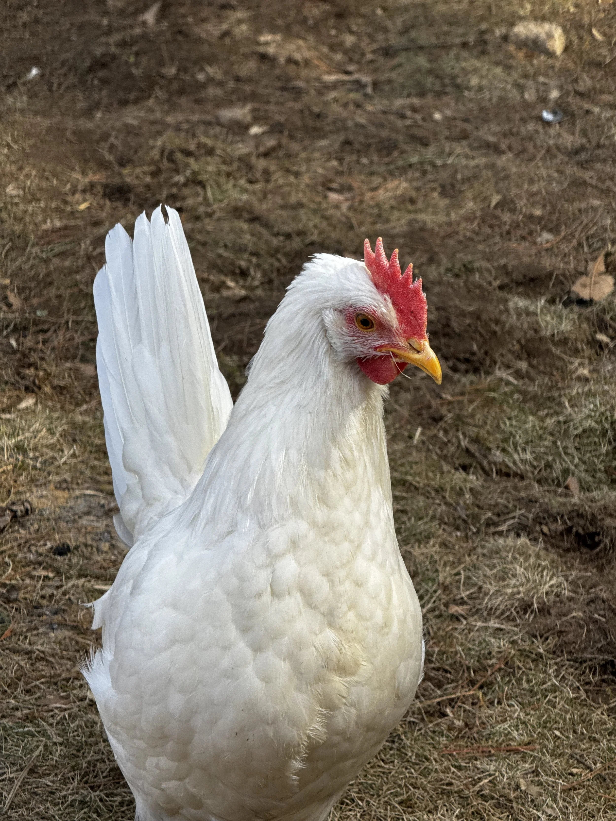 A white chicken with a red comb, yellow beak, and orange eyes standing outdoors on dirt and grass.