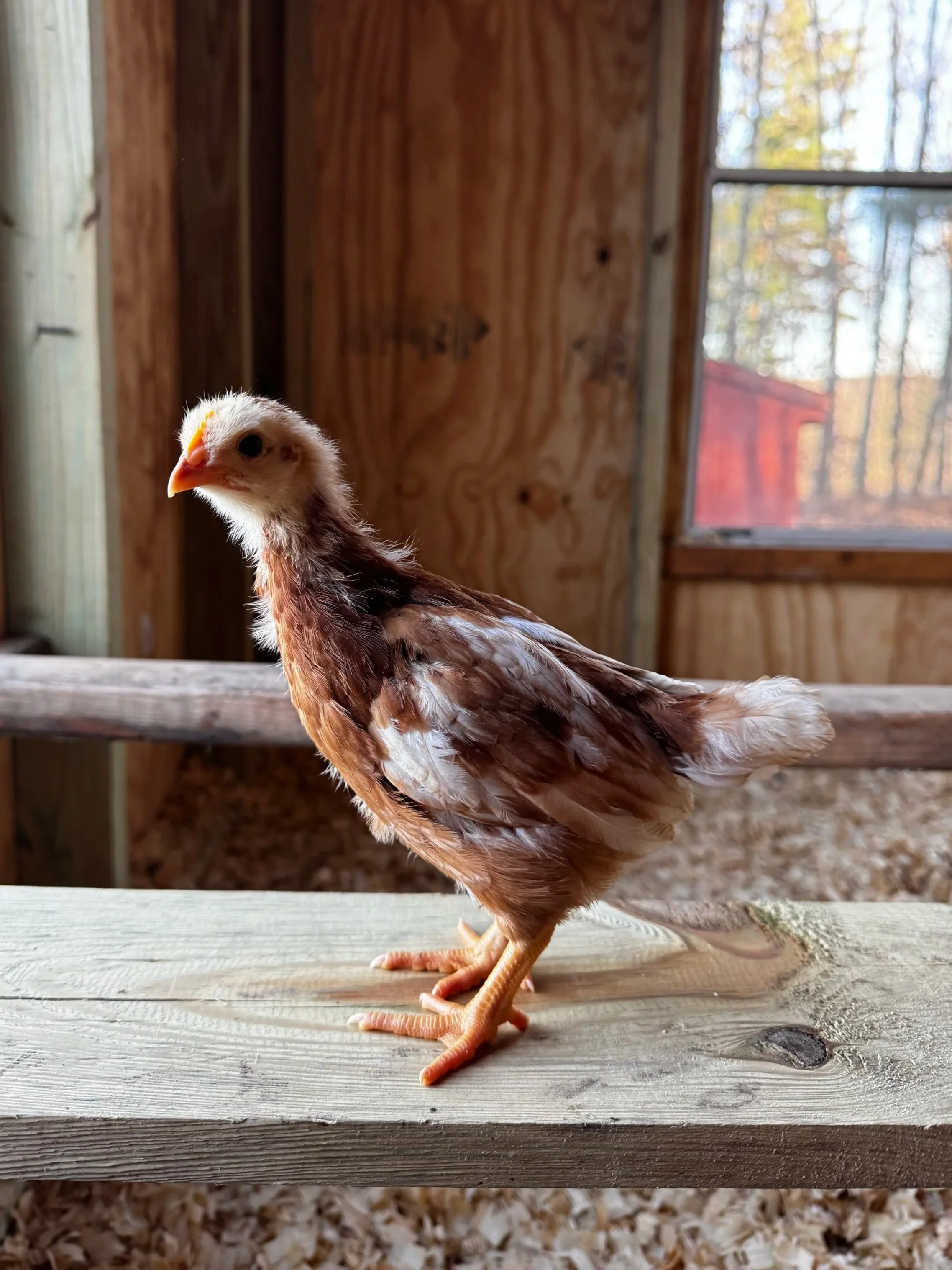 Young chicken standing on a wooden perch inside a small coop with a window in the background.