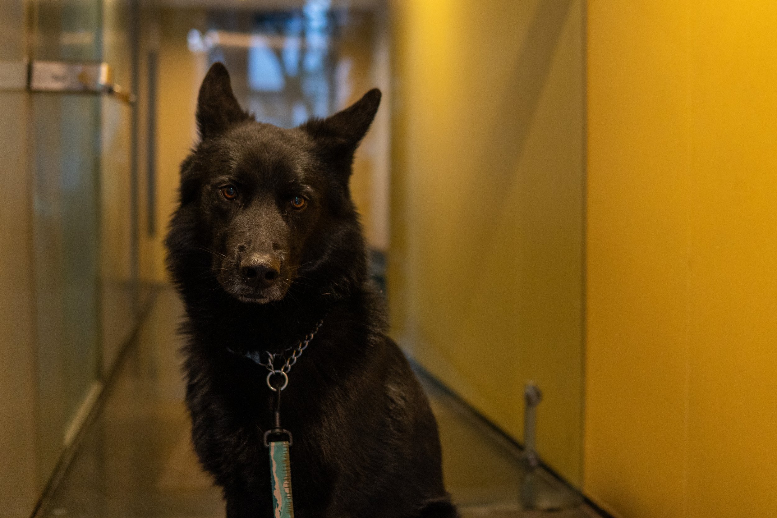 Un perro calupoh en retrato. (c) 2025 Héctor Obregón