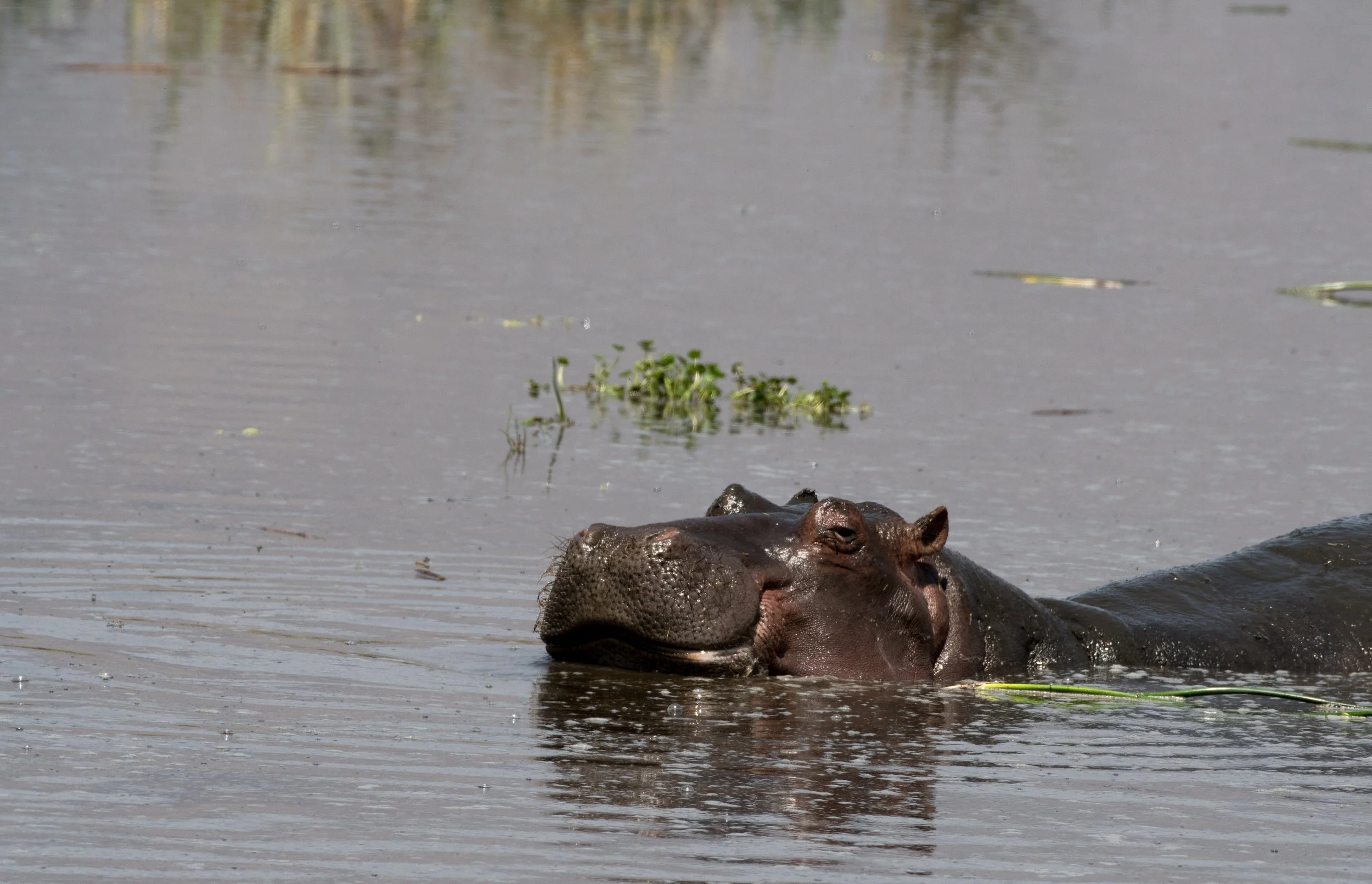DSC_1197-1.jpg