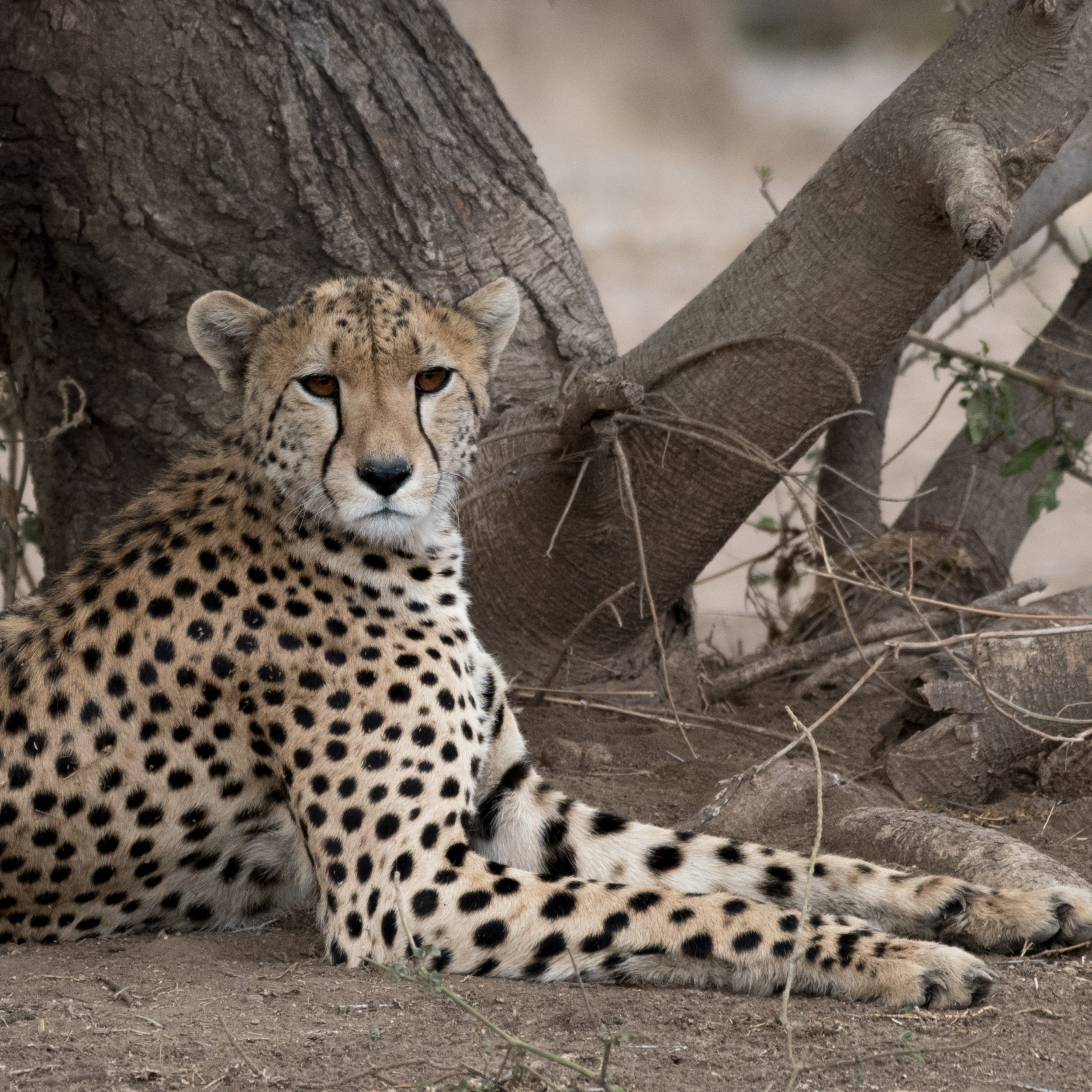 Floating Over the Serengeti (And Why I'll Never Be the Same)