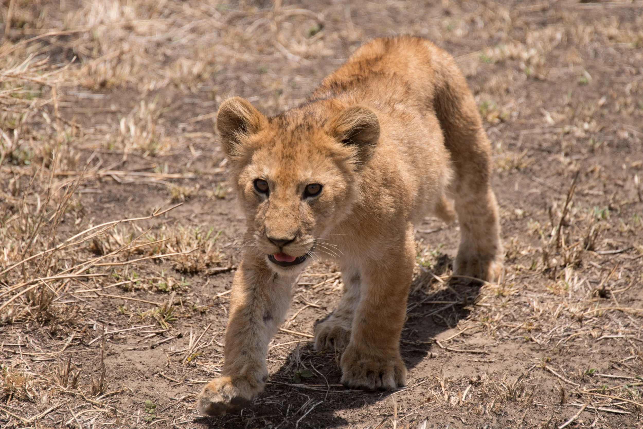 DSC_1561-1.jpg