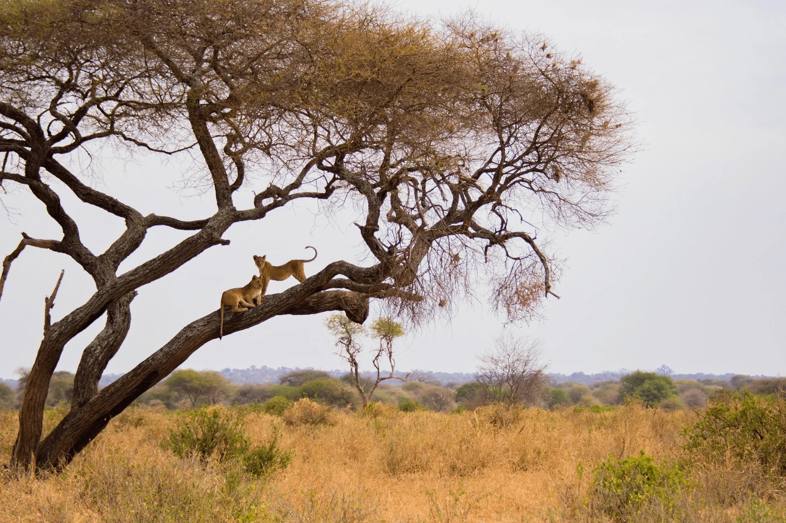 1 Africa Homepage Header.jpg