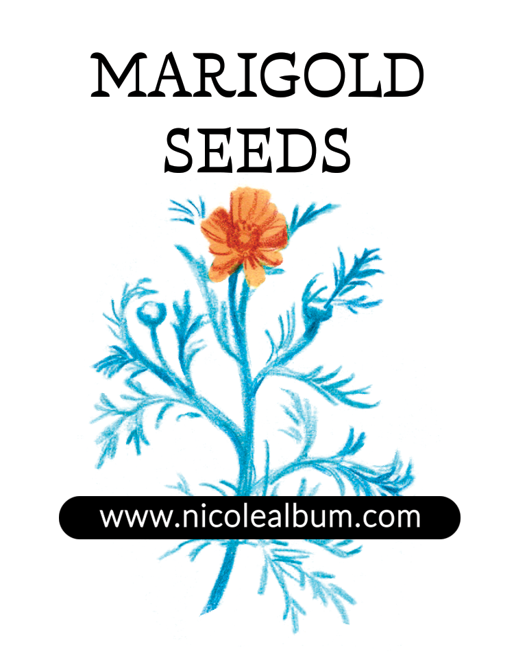 MARIGOLD_RGB_SEEDPACKET .png