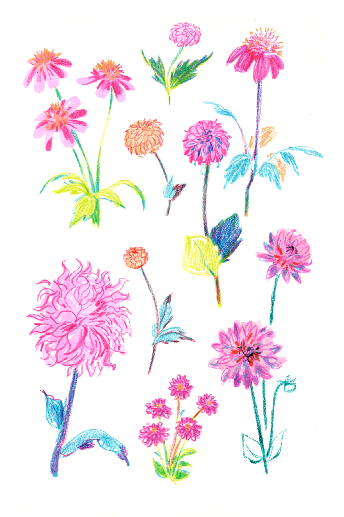 DAHLIASHOW_SKETCHBOOK_BACKv2.png
