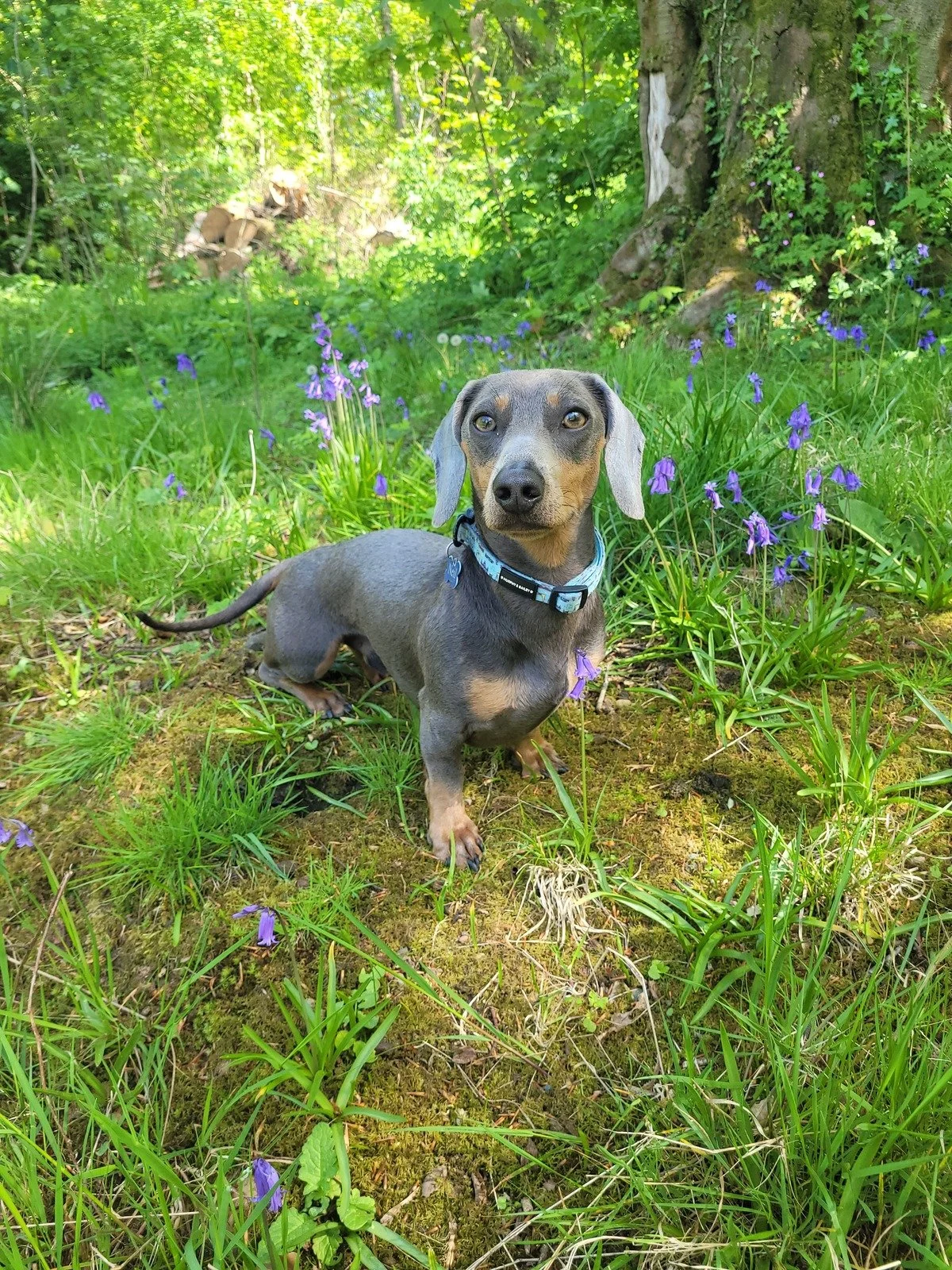 A dachshund dog standing on grass in a wooded area with purple flowers and a tree trunk in the background.