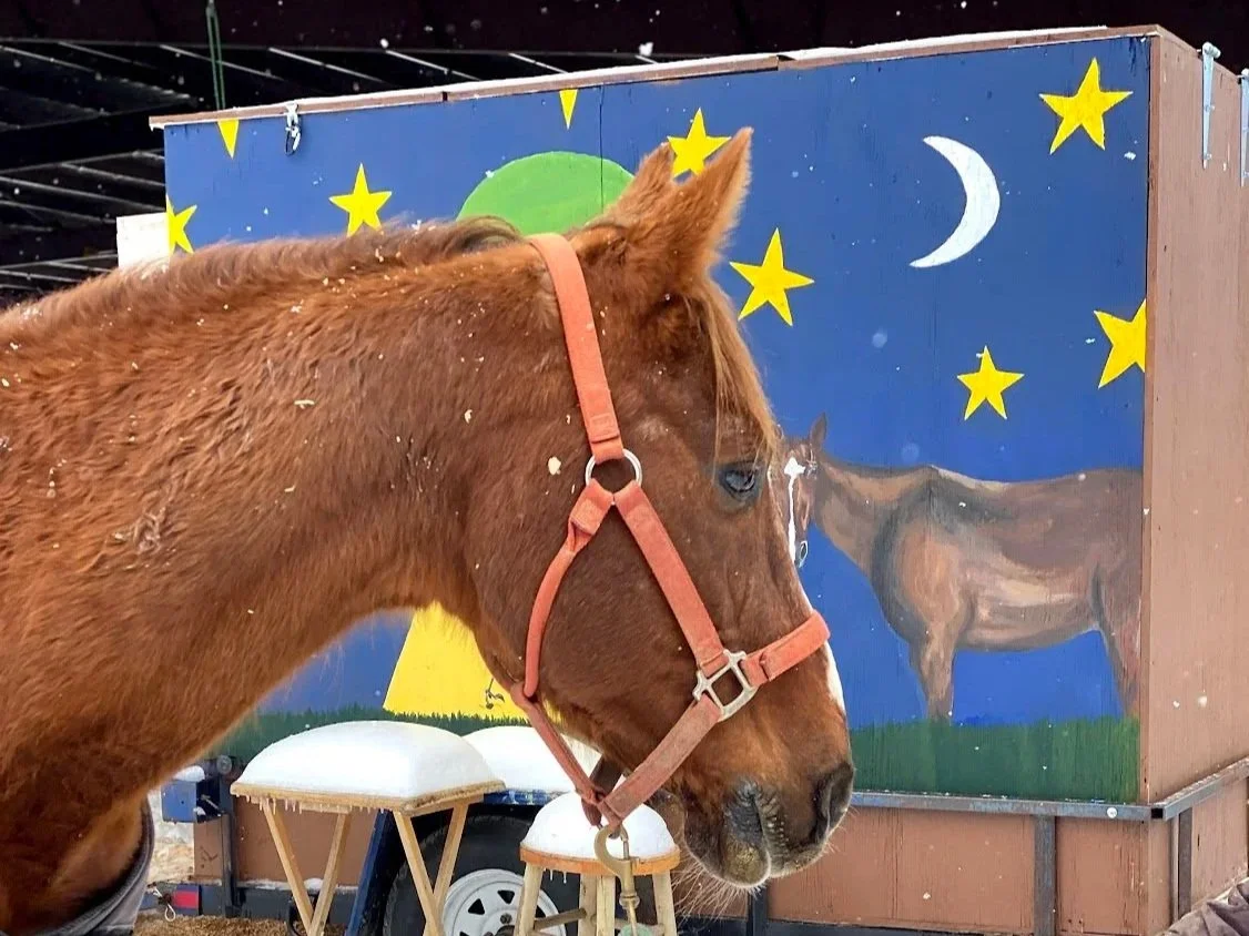 Healing With Horses Project