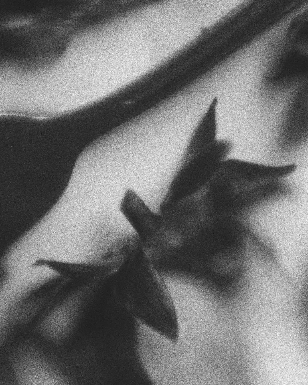 Close-up black and white photo of a flower with pointed petals and a long stem.