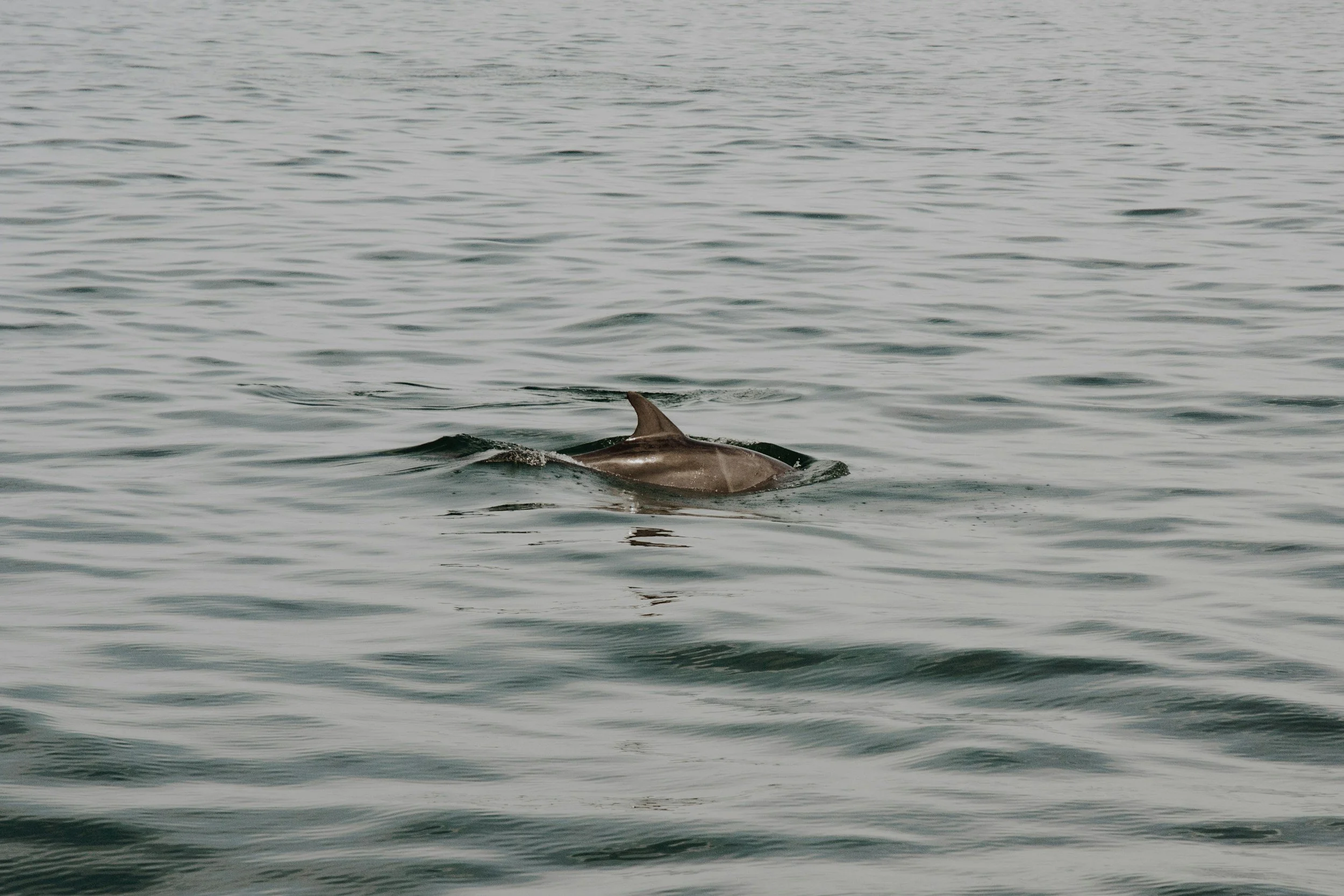 Dolphin emerging from water in swansboro inlet