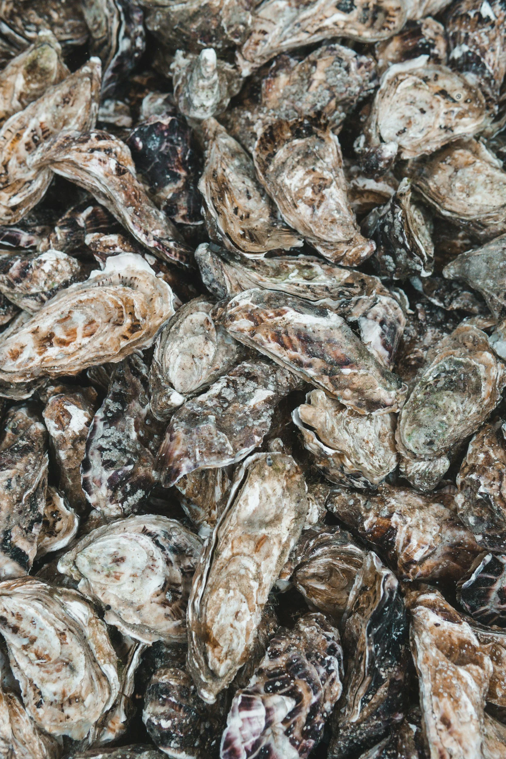 Close-up of a large pile of oysters with rough, irregular shells.