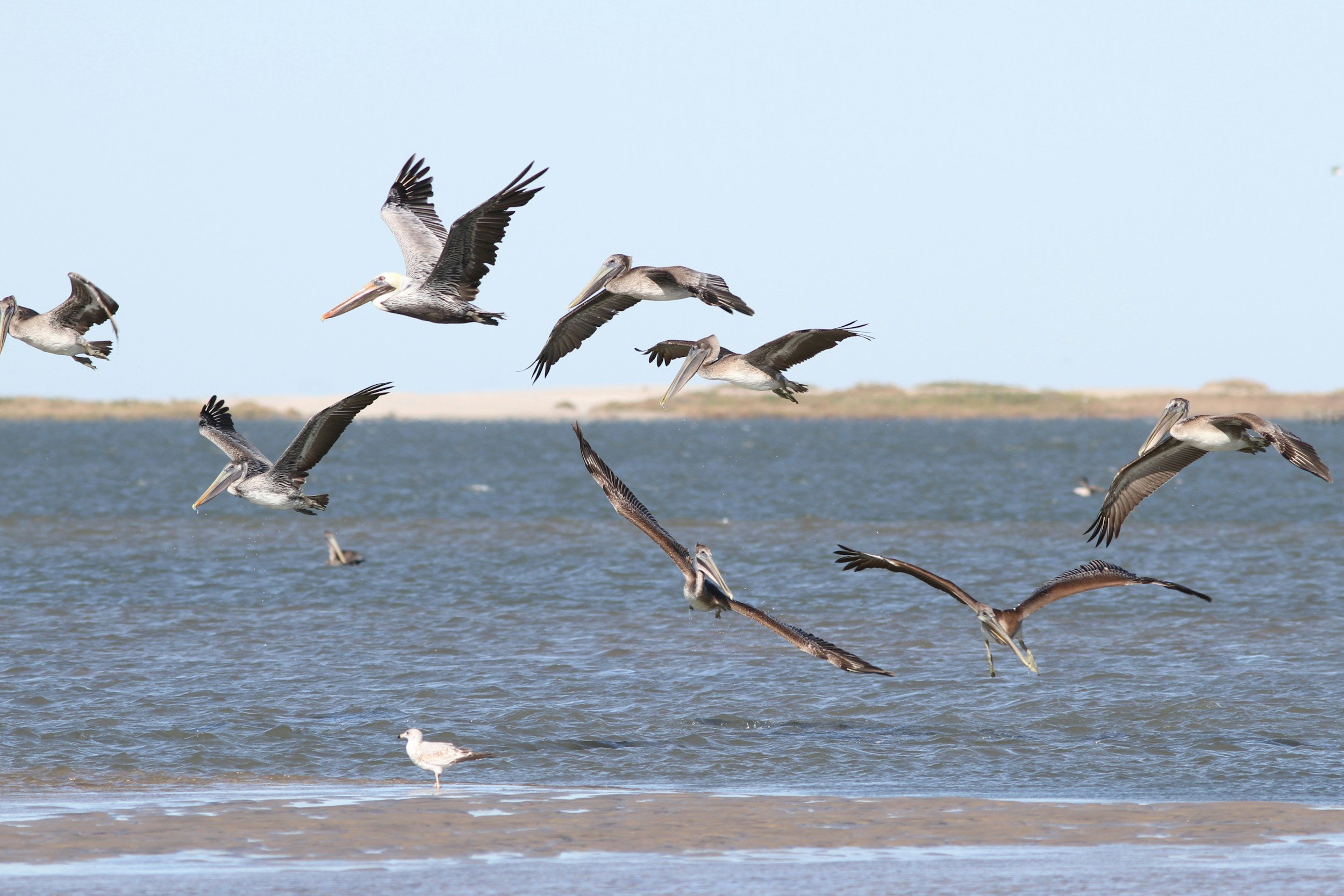 Seagulls flying over a Emerald Isle Beach near a sandy shore with a distant landmass in the background.