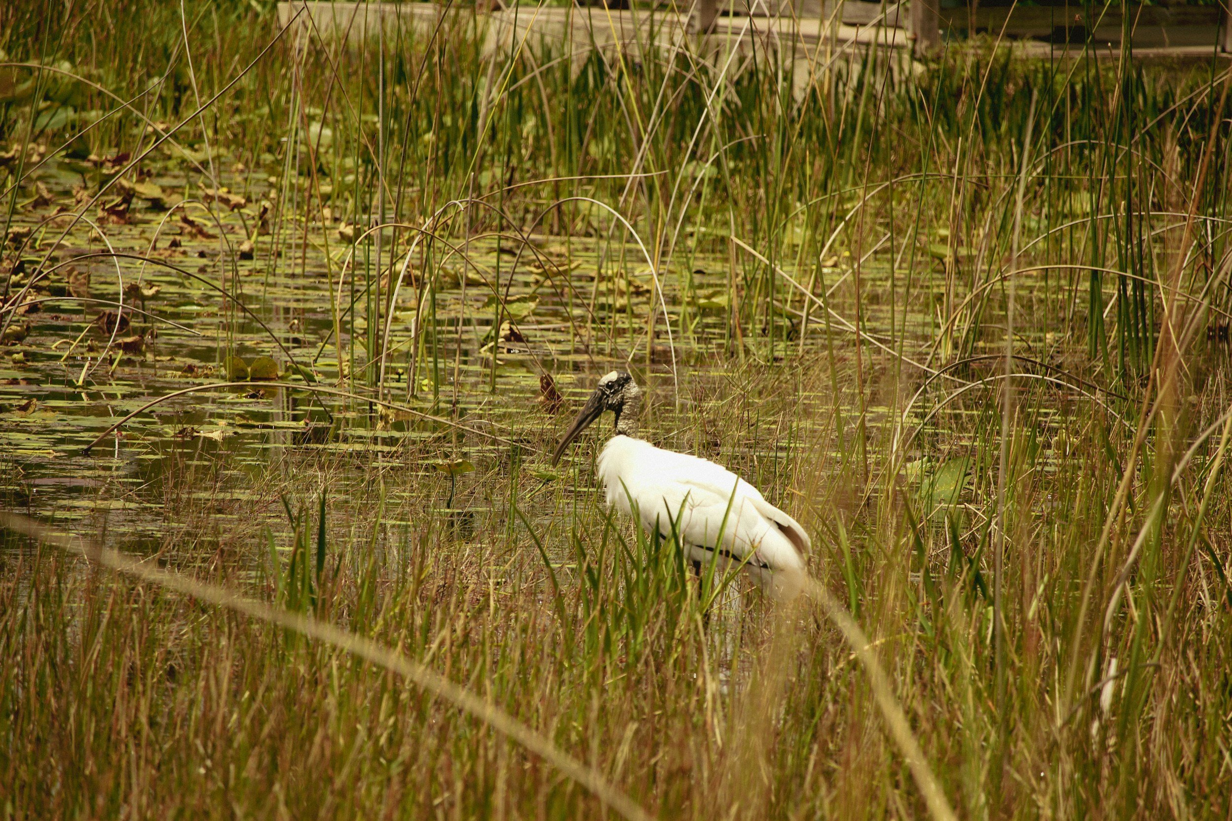 A heron standing in a marsh among tall grass and lily pads.