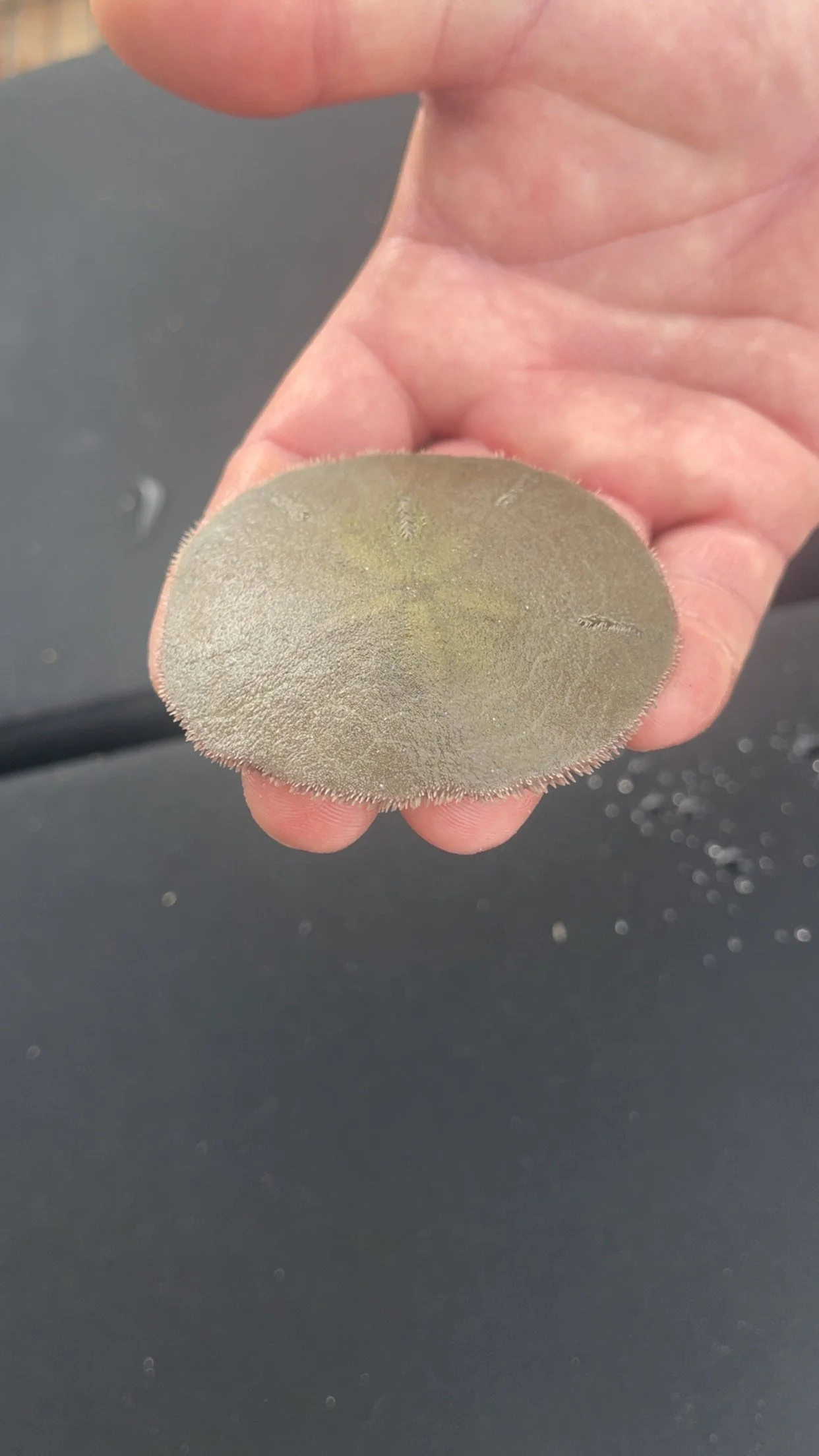 A living sand dollar from White Oak River.