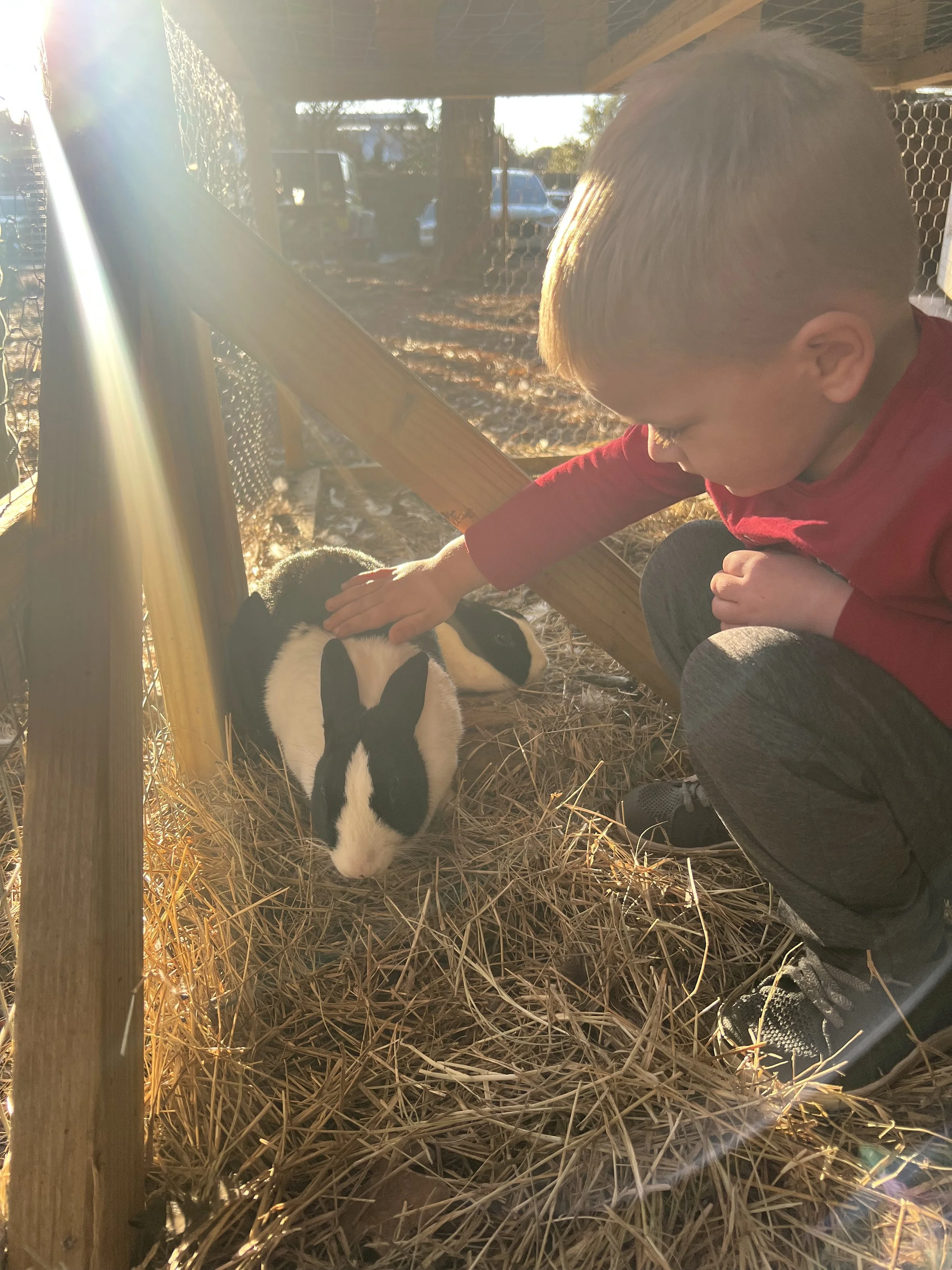 Petting Zoo Bunny At Grace Adventure Park