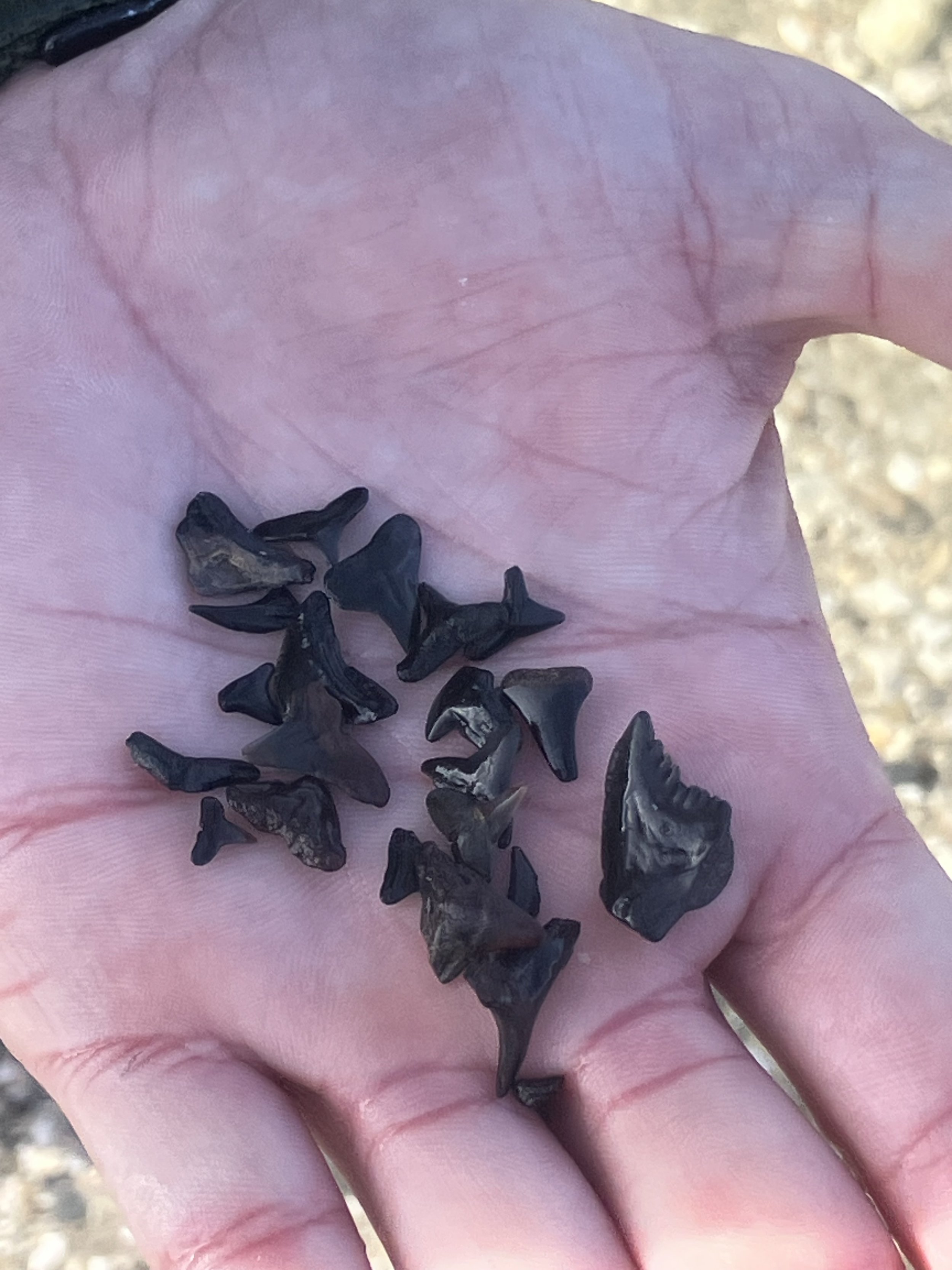 A person's hand holding a collection of small, black fossilized shark teeth found on a tour in Swansboro, NC.