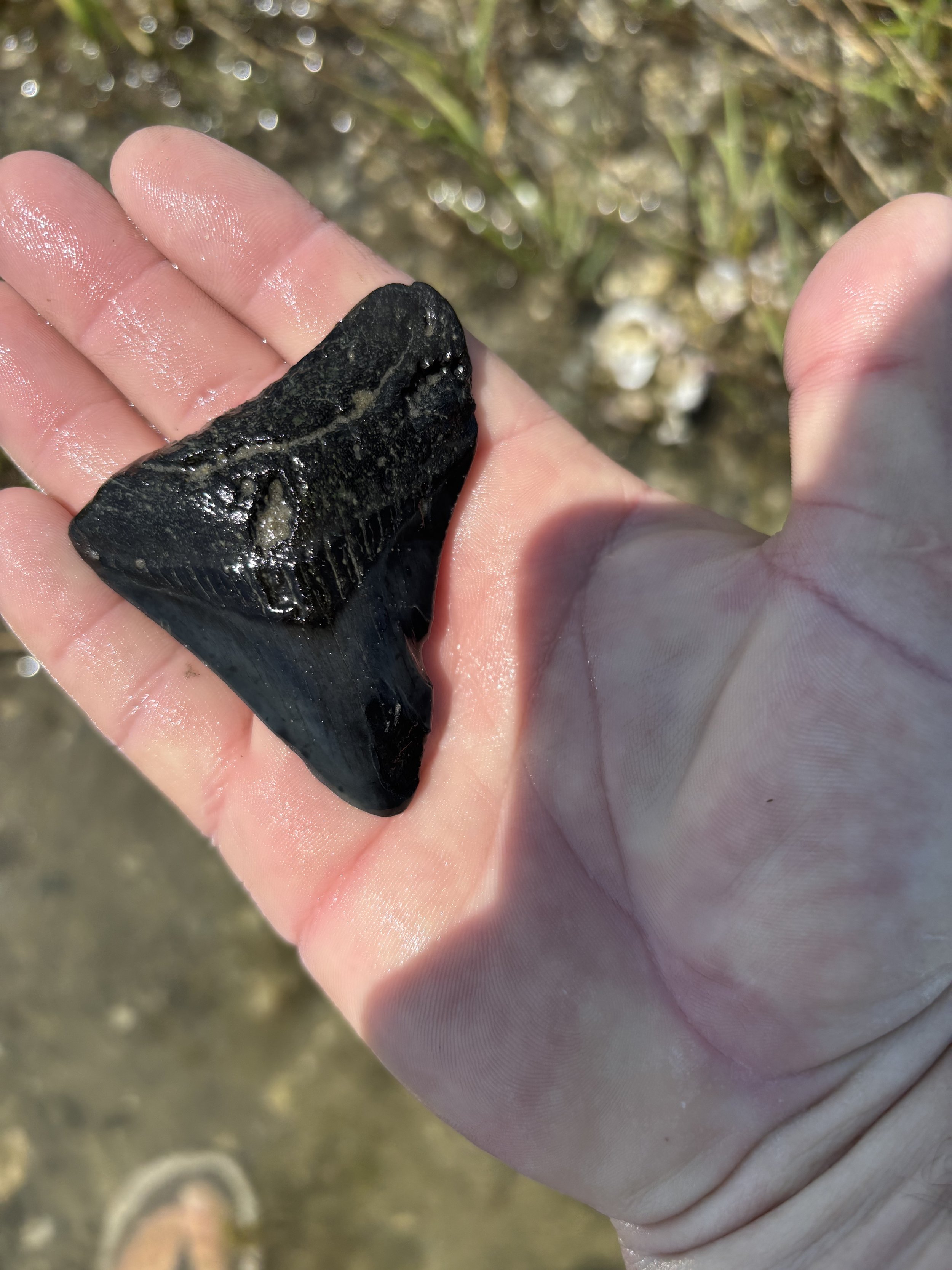 A large Megalodon shark tooth found in Swansboro, North Carolina.