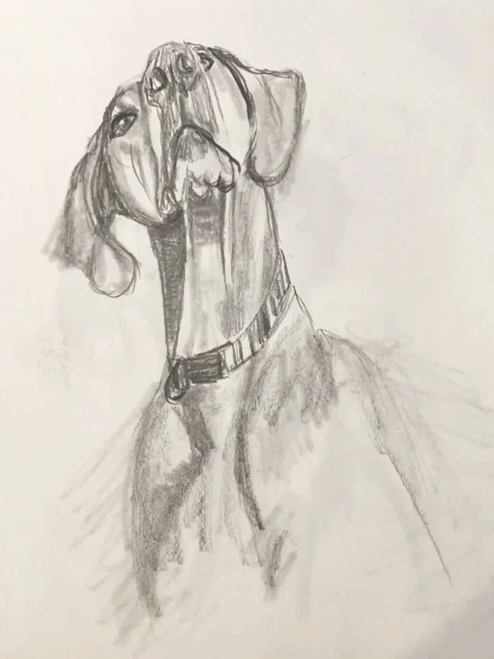 A pencil sketch of a Great Dane dog with big floppy ears, wearing a collar, looking upward.