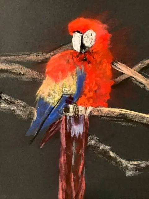 Red Parrot