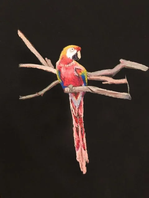 Colorful parrot perched on a tree branch against a black background.