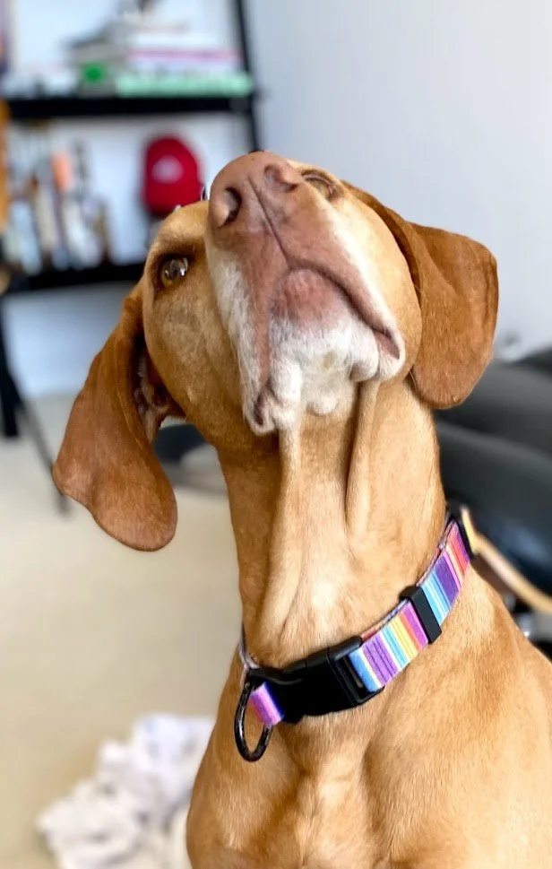 Close-up of a light brown dog with a colorful striped collar, tilting its head back and looking upwards in an indoor setting.