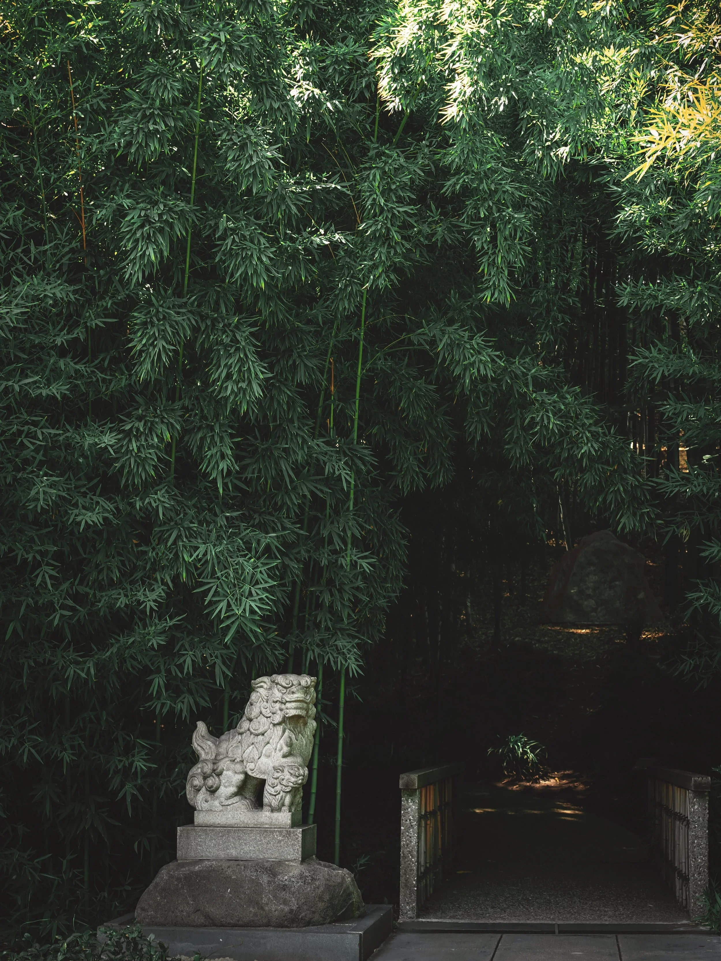 A stone guardian lion statue on a large rock, at the entrance of a pathway surrounded by dense green bamboo trees.
