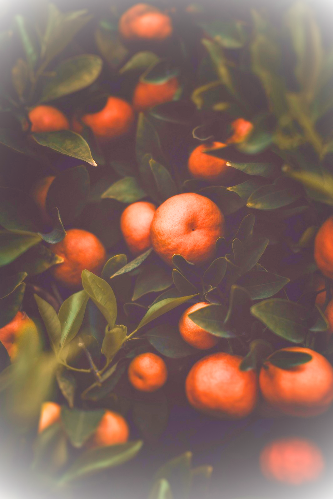 Mandarinen an einem Baum – Symbolbild für Atelier mandarange