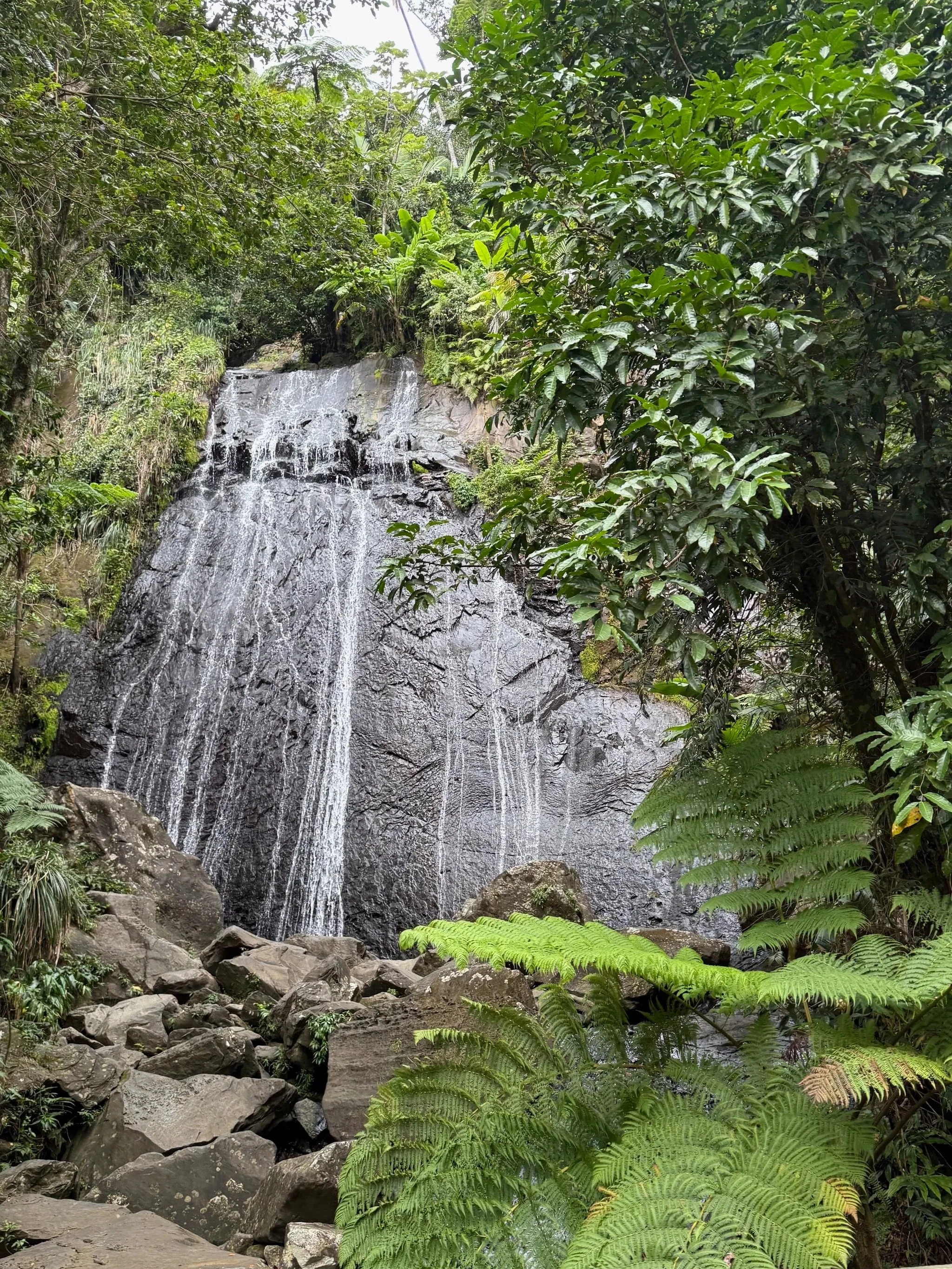 A small waterfall cascading down a dark, rocky cliff surrounded by lush green foliage and ferns in a dense jungle setting.