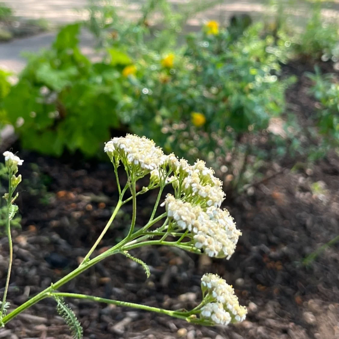 100% NATIVE HELL(O) STRIP!

We planted this garden over a year ago, and it has been a joy to drive by and see its beauty. We can&rsquo;t wait to witness it&rsquo;s second year, since perennials usually &ldquo;sleep, creep, then leap!&rdquo;

&bull;Wh
