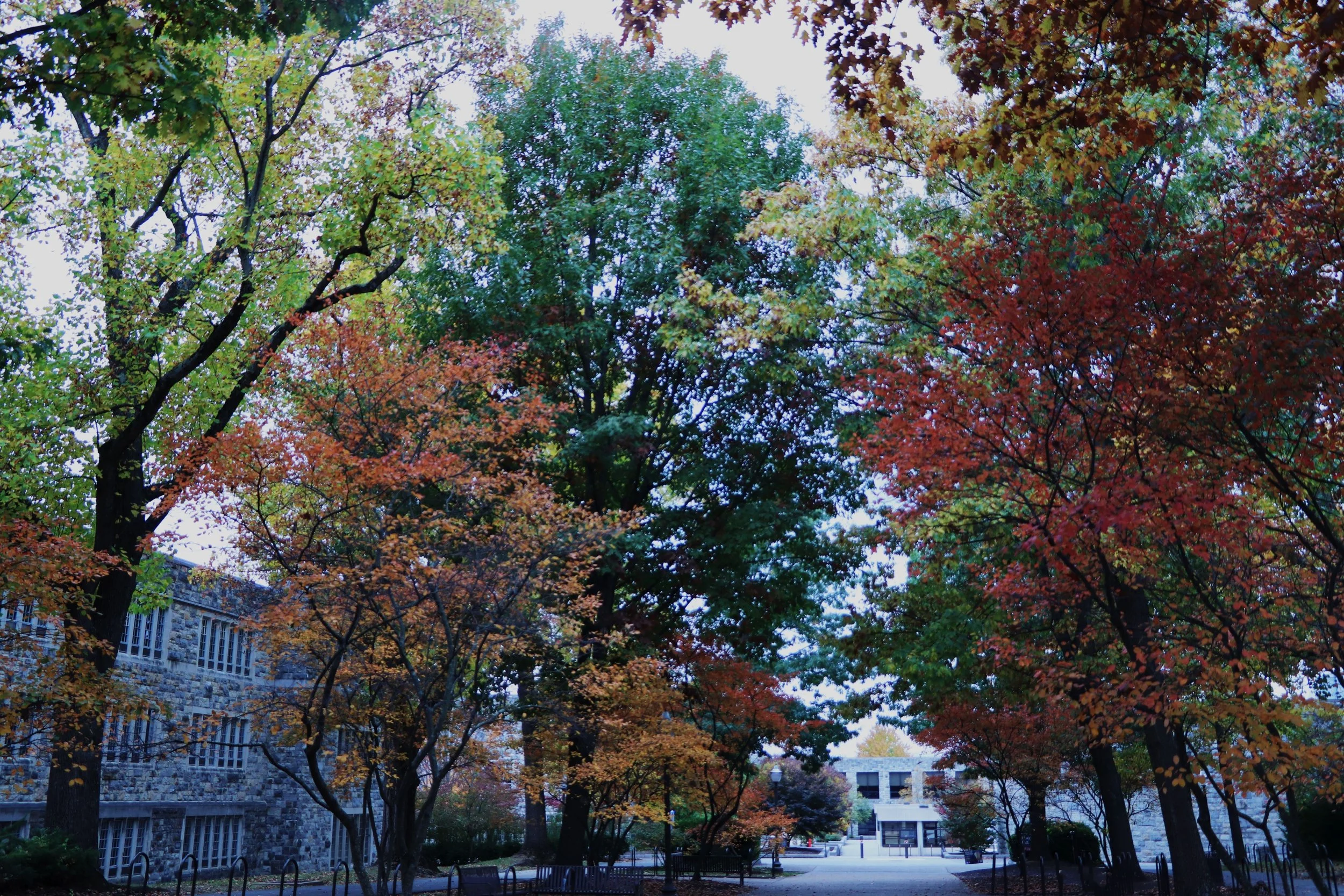 fall trees-compressed.pdf.jpg
