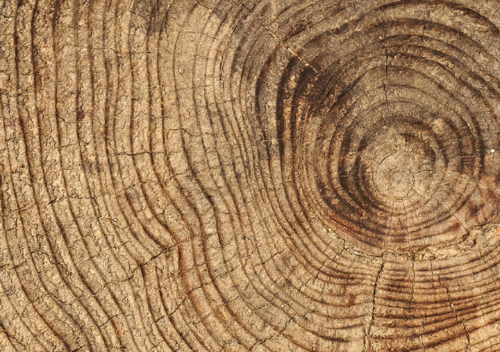 Close-up of a cross-section of a tree trunk showing growth rings.