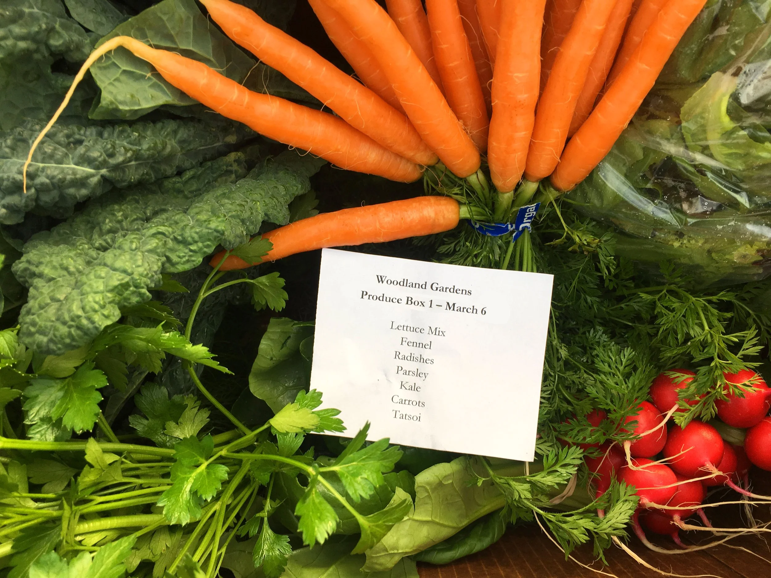 Dr. Martha Allen Naturopathic Therapies