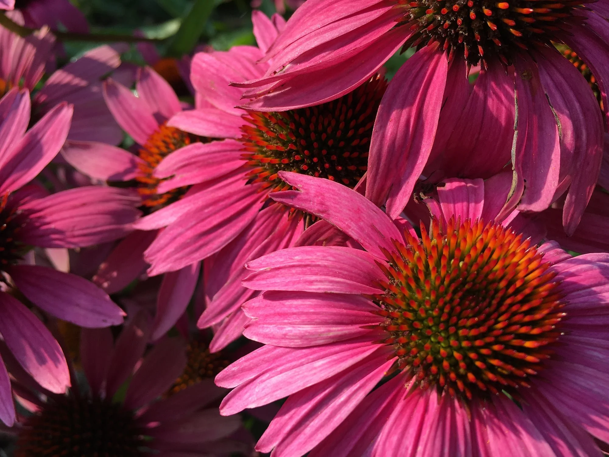 Dr. Martha Allen Welcomes New Patients at Athens Integrative Medicine in Athens, GA