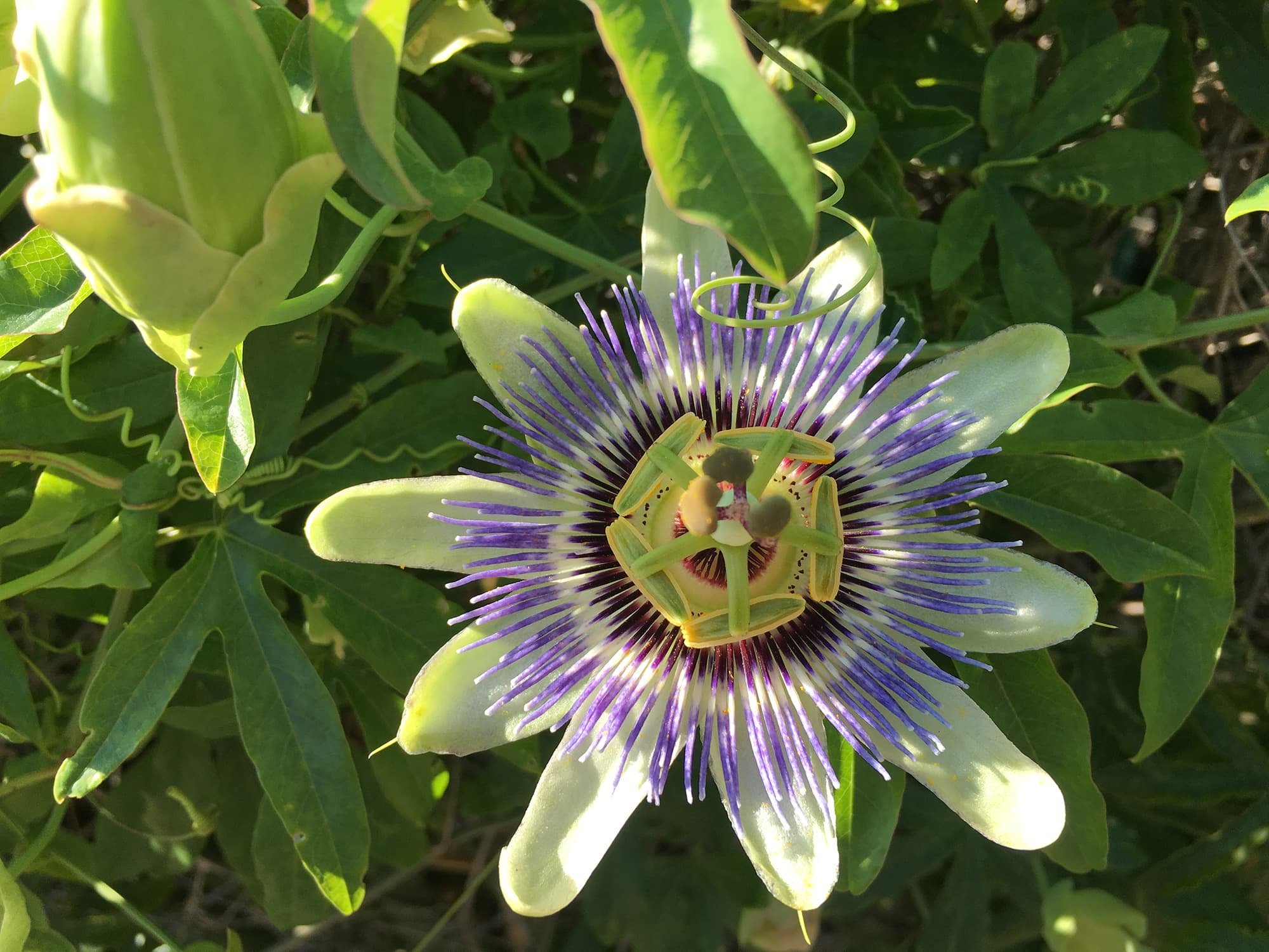 Dr. Martha Allen Botanical Medicine