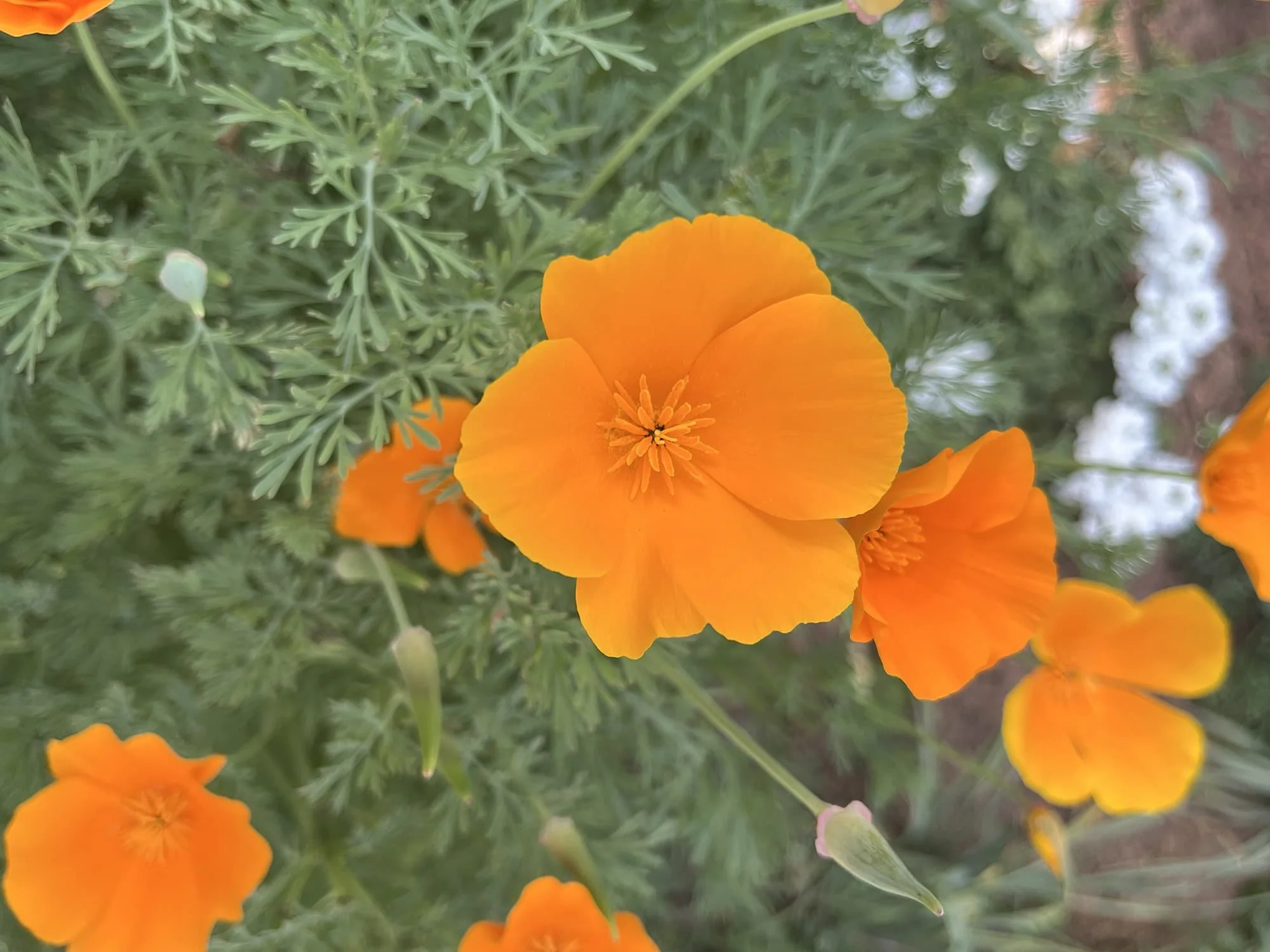 Dr. Martha Allen Botanical Medicine