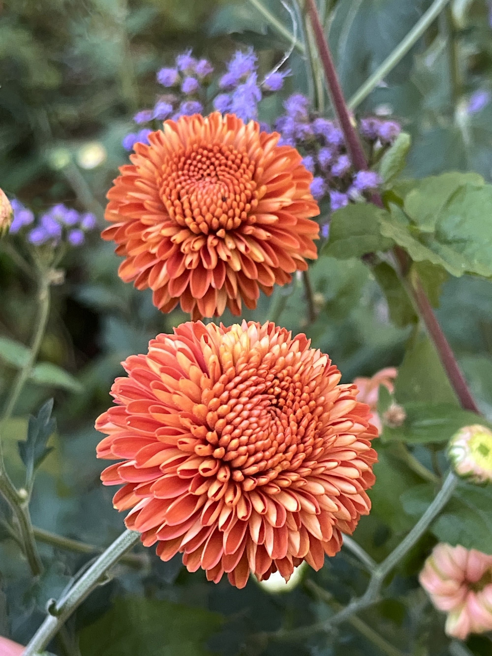 Women's Health at Athens Integrative Medicine plus an image of Dahlias