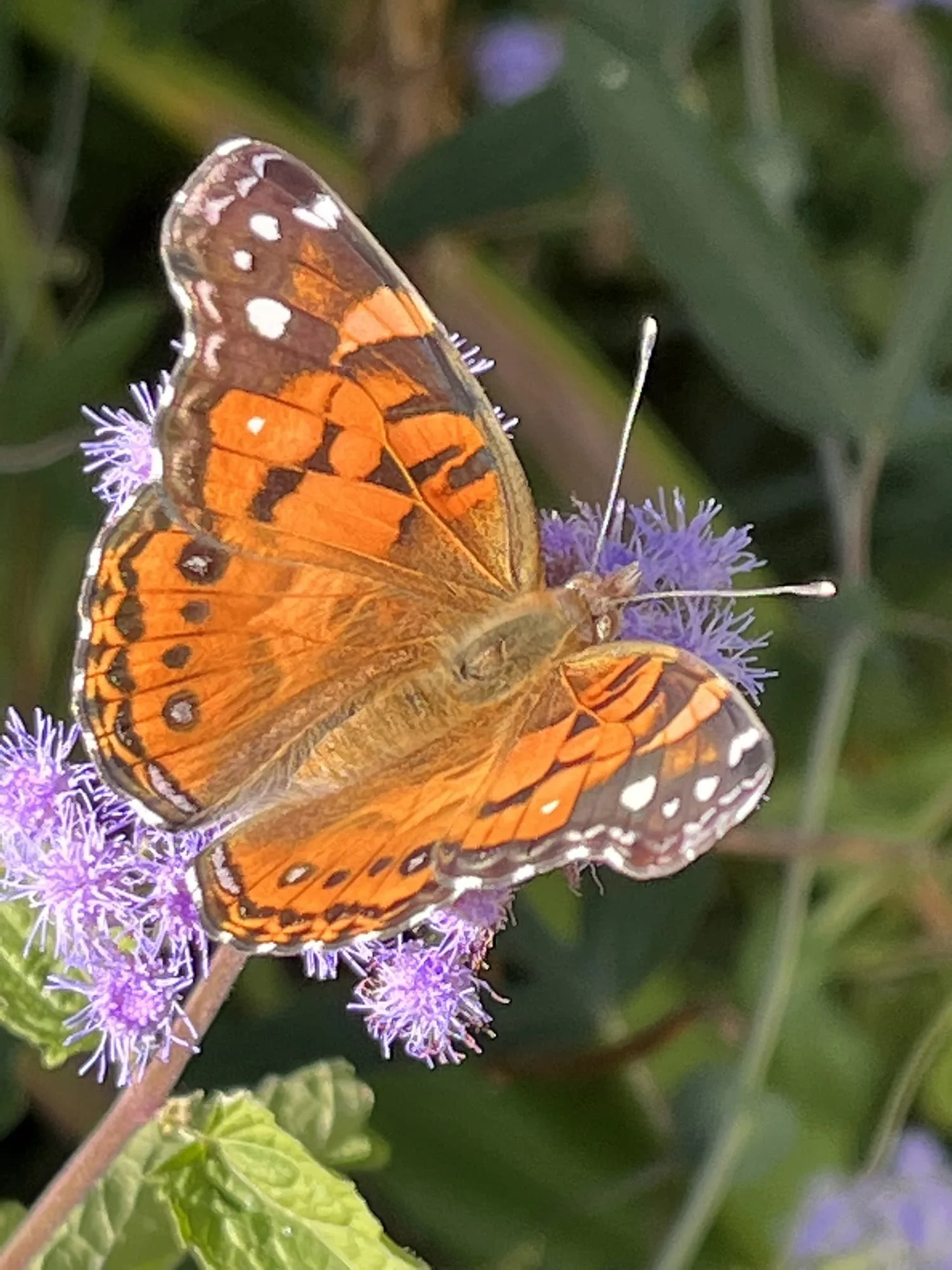 Dr. Martha Allen of Athens Integrative Medicine Naturopathic Principles