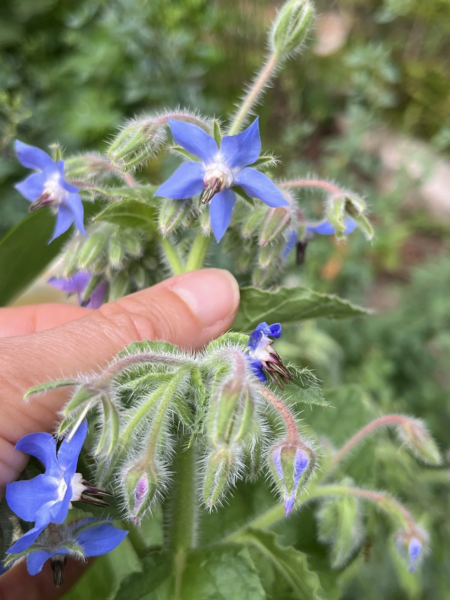 Testimonials for Athens Integrative Medicine and Dr. Martha Allen in Athens, Georgia