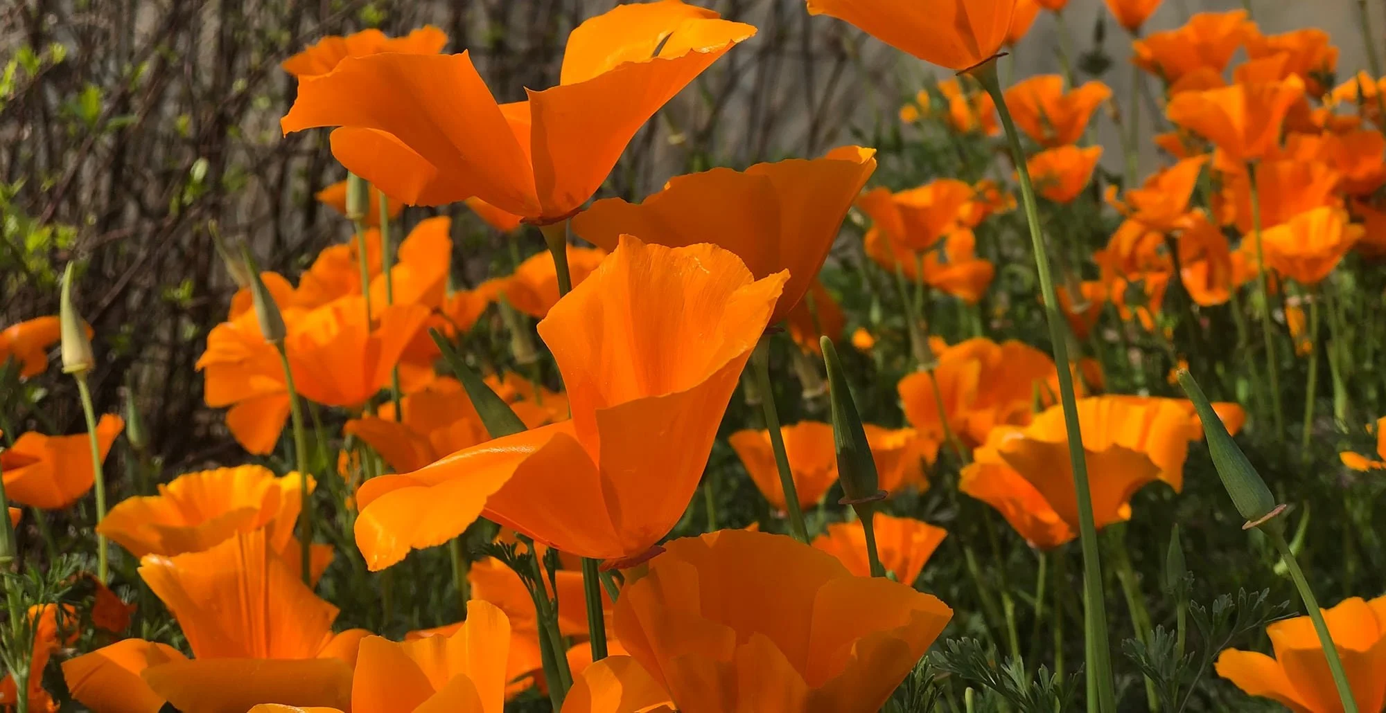 Dr. Martha E. Allen Botanical Medicine