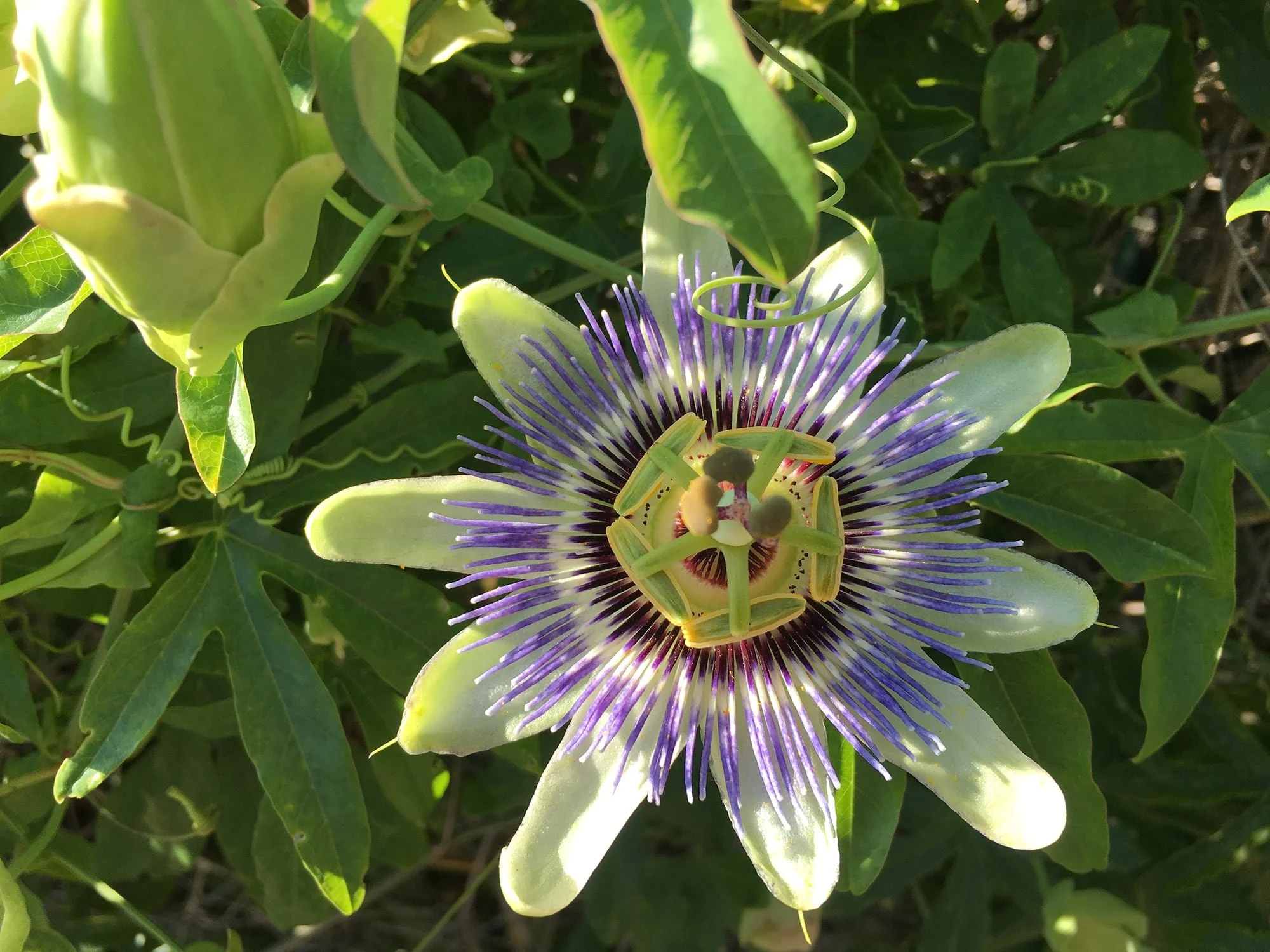 Dr. Martha Allen offers Naturopathic Medicine in Athens, Georgia at Athens Integrative Medicine