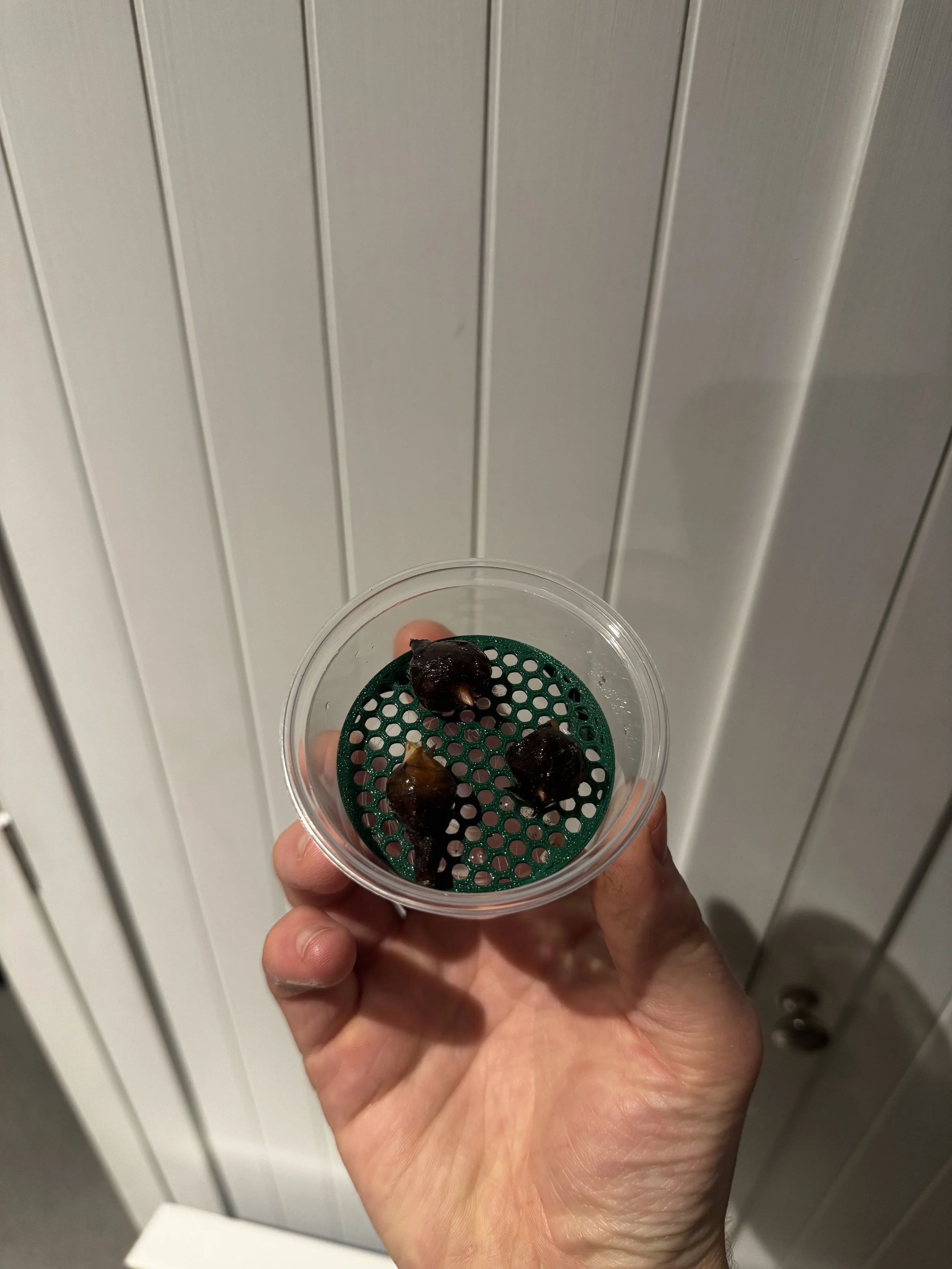 Corm Riser Pot (Puddle Method) - Small