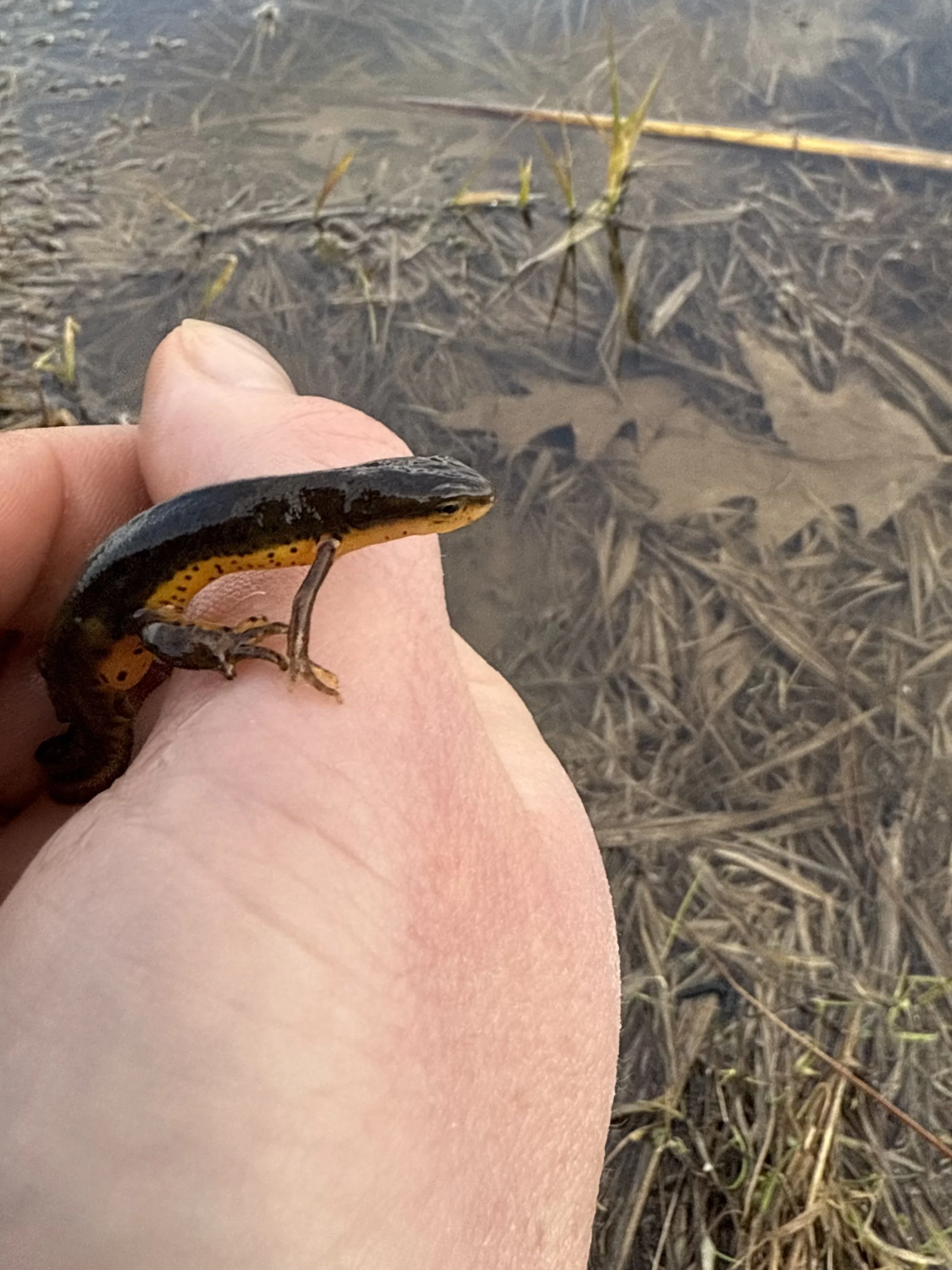 RenderedImage (1).JPEG