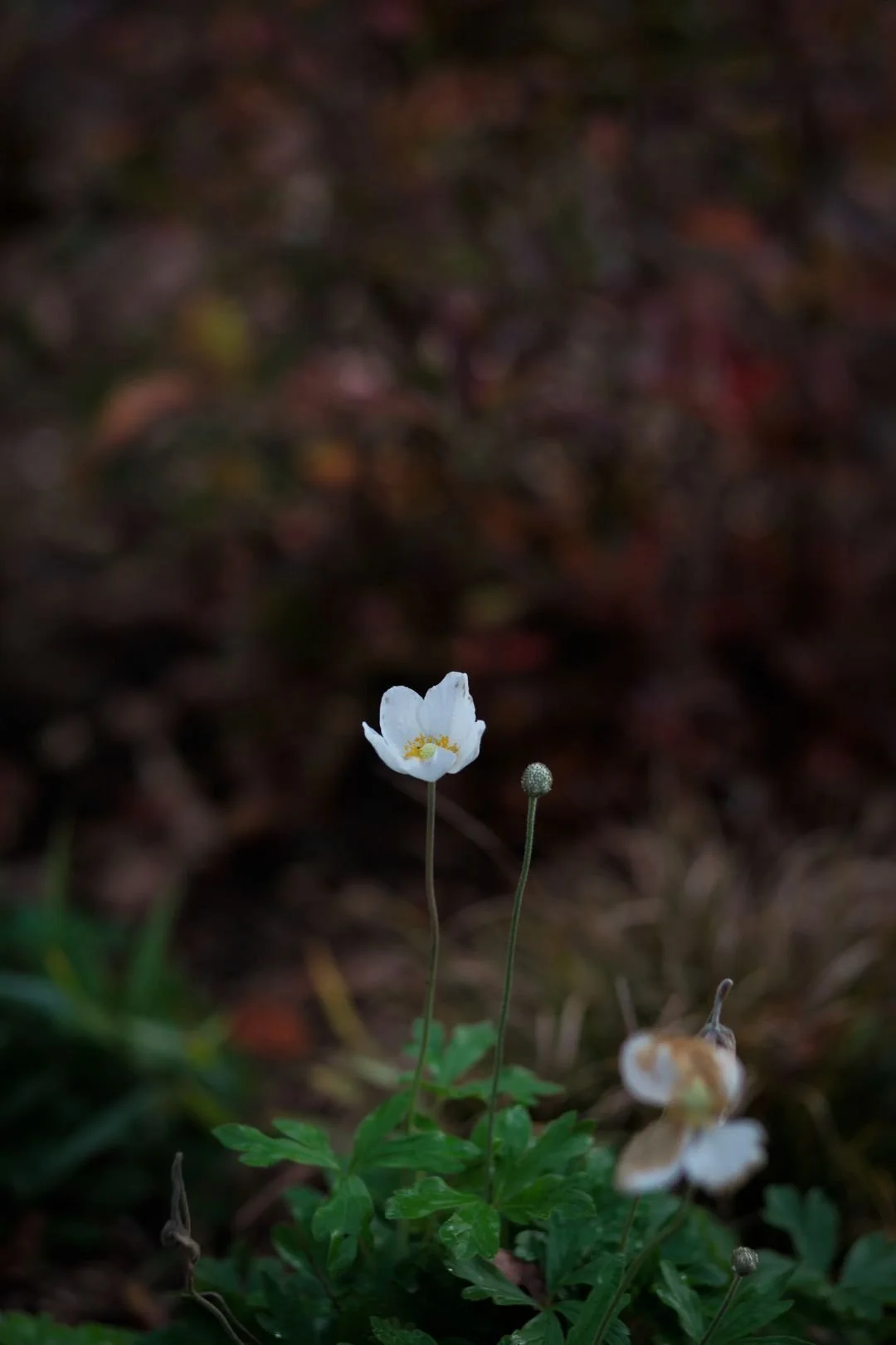 667d8d18557b7ddafefb2959_Millbrook additional_2-p-1080.jpg